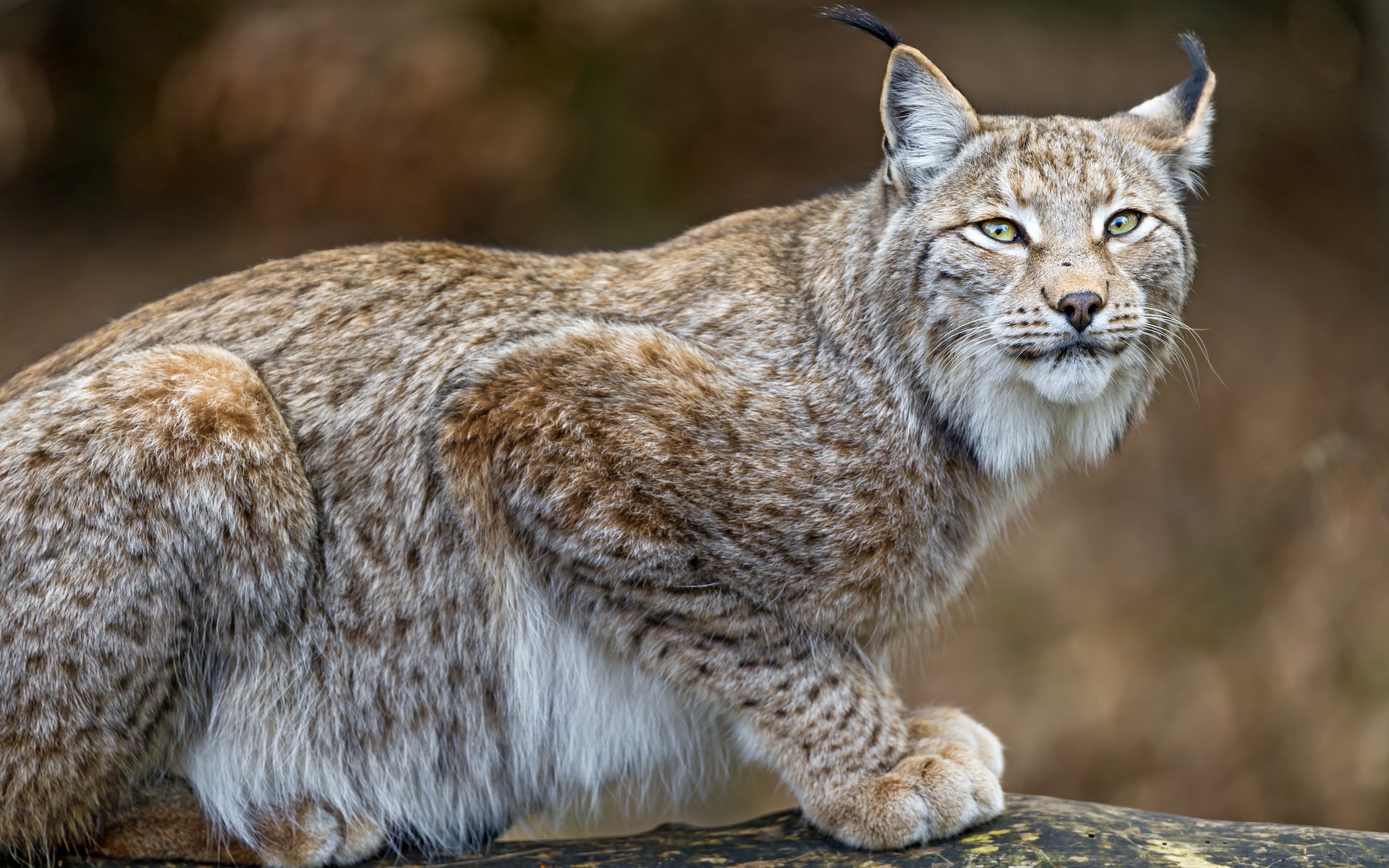 Téléchargez des papiers peints mobile Animaux, Chats, Lynx gratuitement.