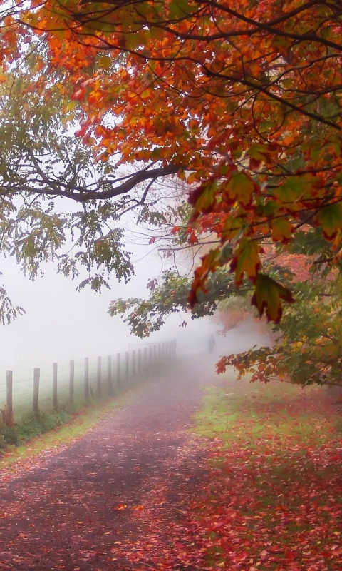 Téléchargez des papiers peints mobile Automne, Photographie gratuitement.