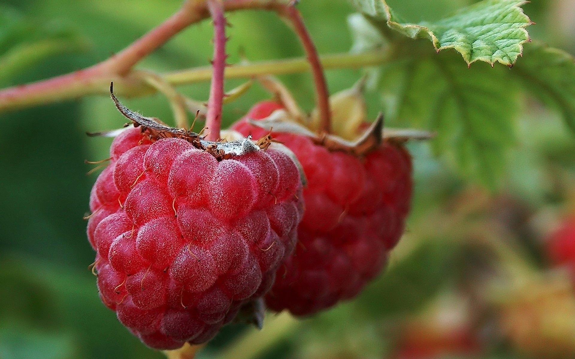 Download mobile wallpaper Food, Raspberry for free.