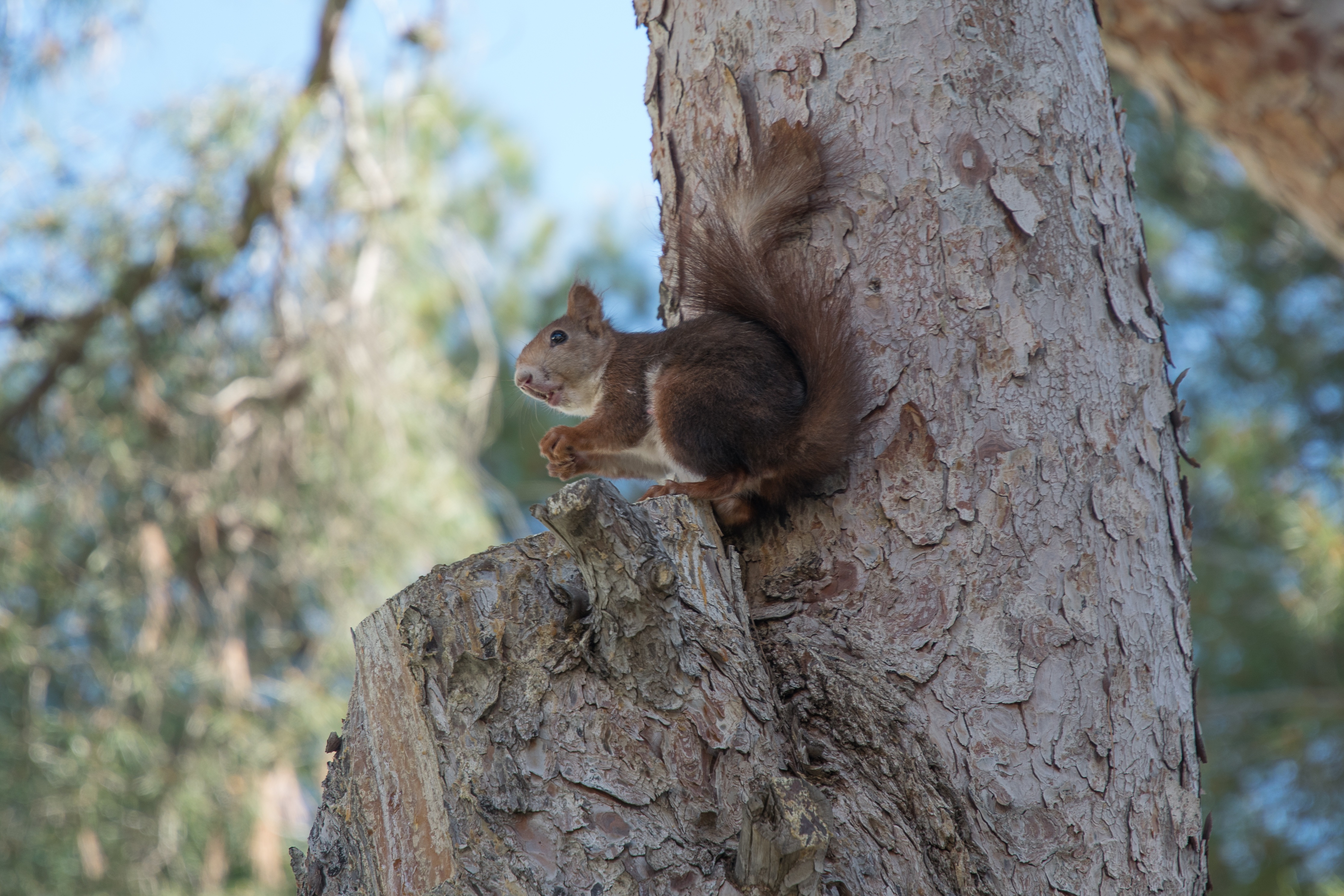 Baixe gratuitamente a imagem Esquilo, Madeira, Árvore, Roedor, Animais na área de trabalho do seu PC
