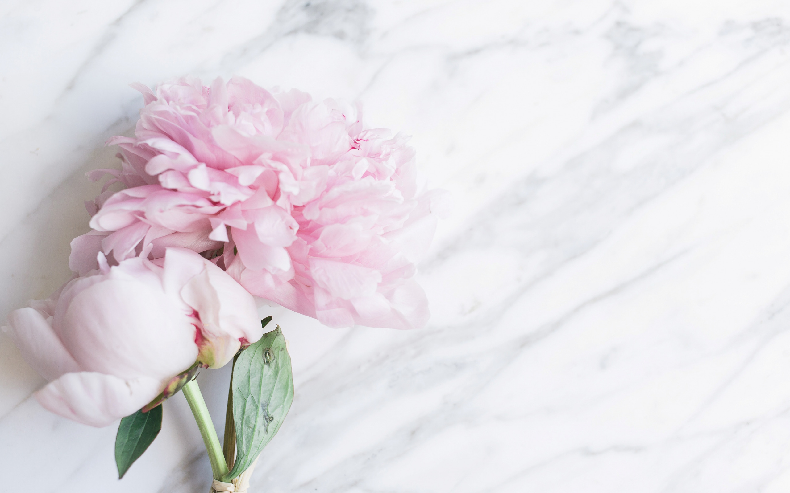 Free download wallpaper Flowers, Earth, Peony on your PC desktop