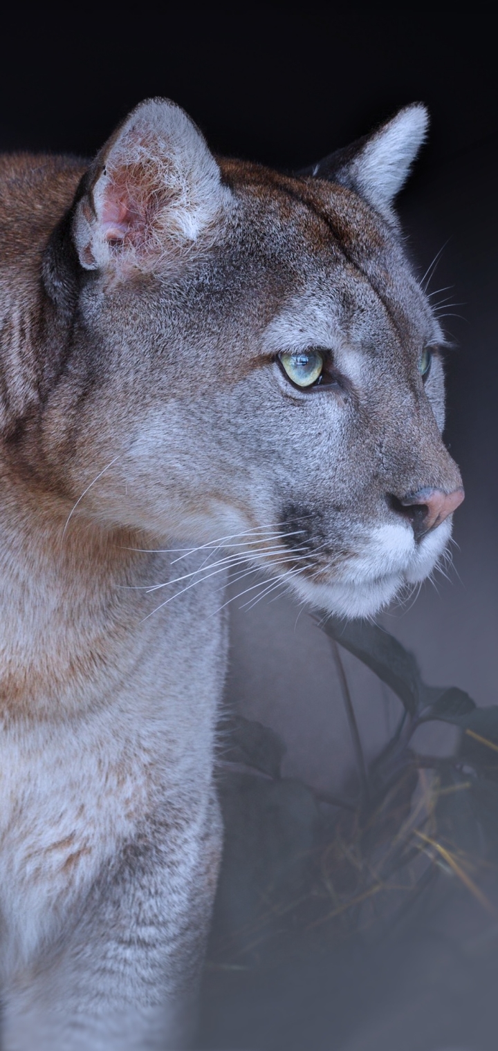 Download mobile wallpaper Cats, Animal, Cougar for free.
