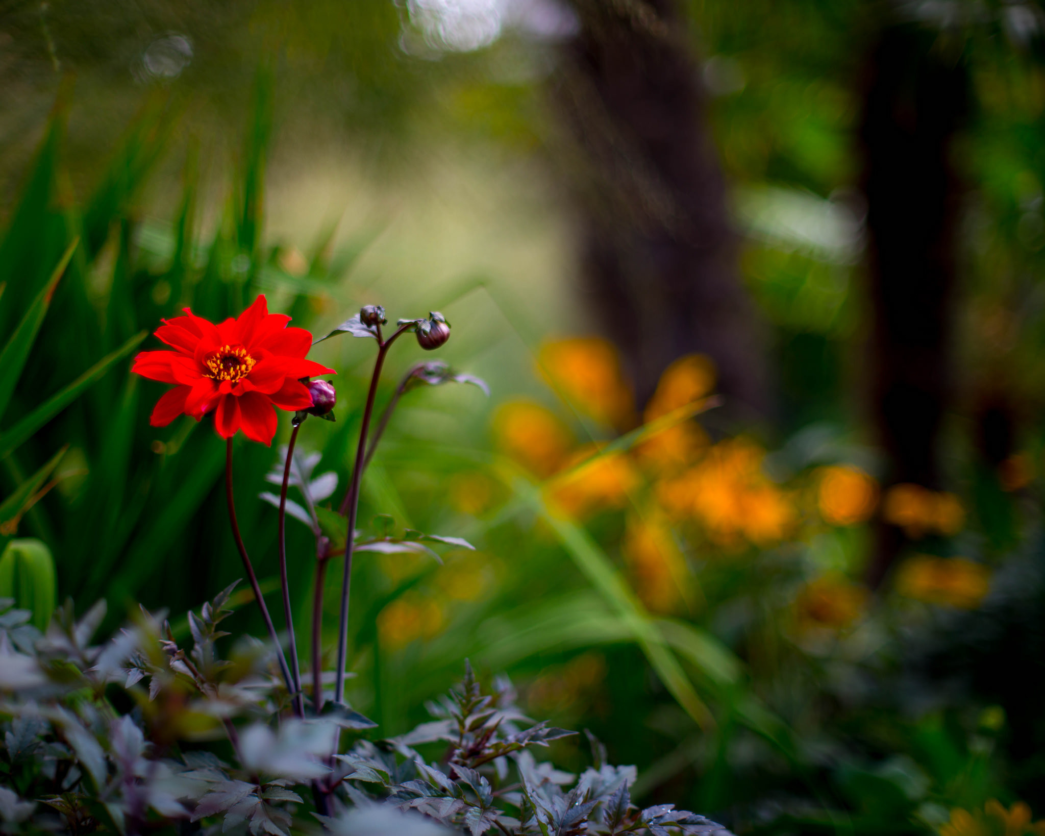 Laden Sie das Natur, Blumen, Blume, Makro, Rote Blume, Erde/natur-Bild kostenlos auf Ihren PC-Desktop herunter