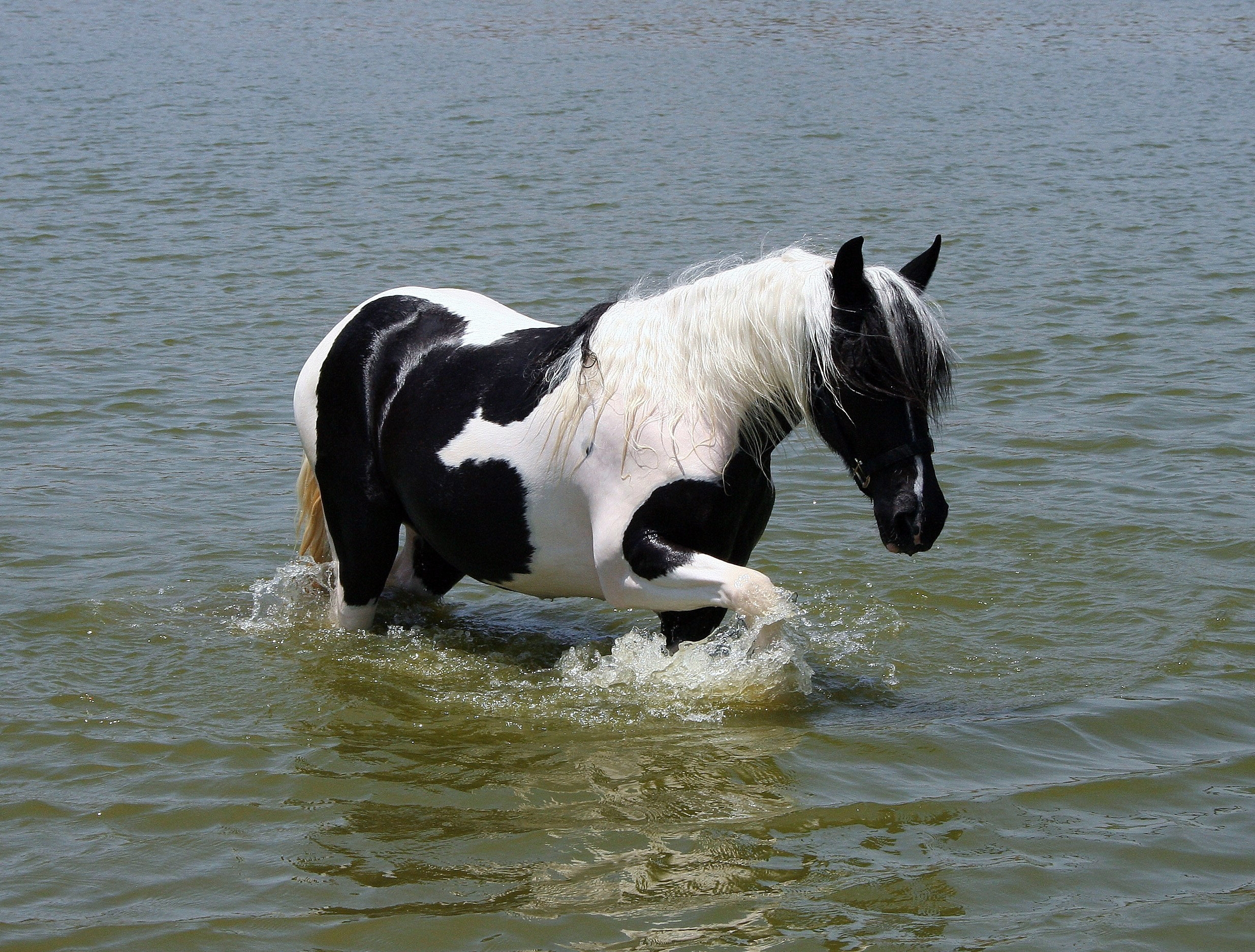 126675 скачать картинку вода, лошадь, животные, купание - обои и заставки бесплатно