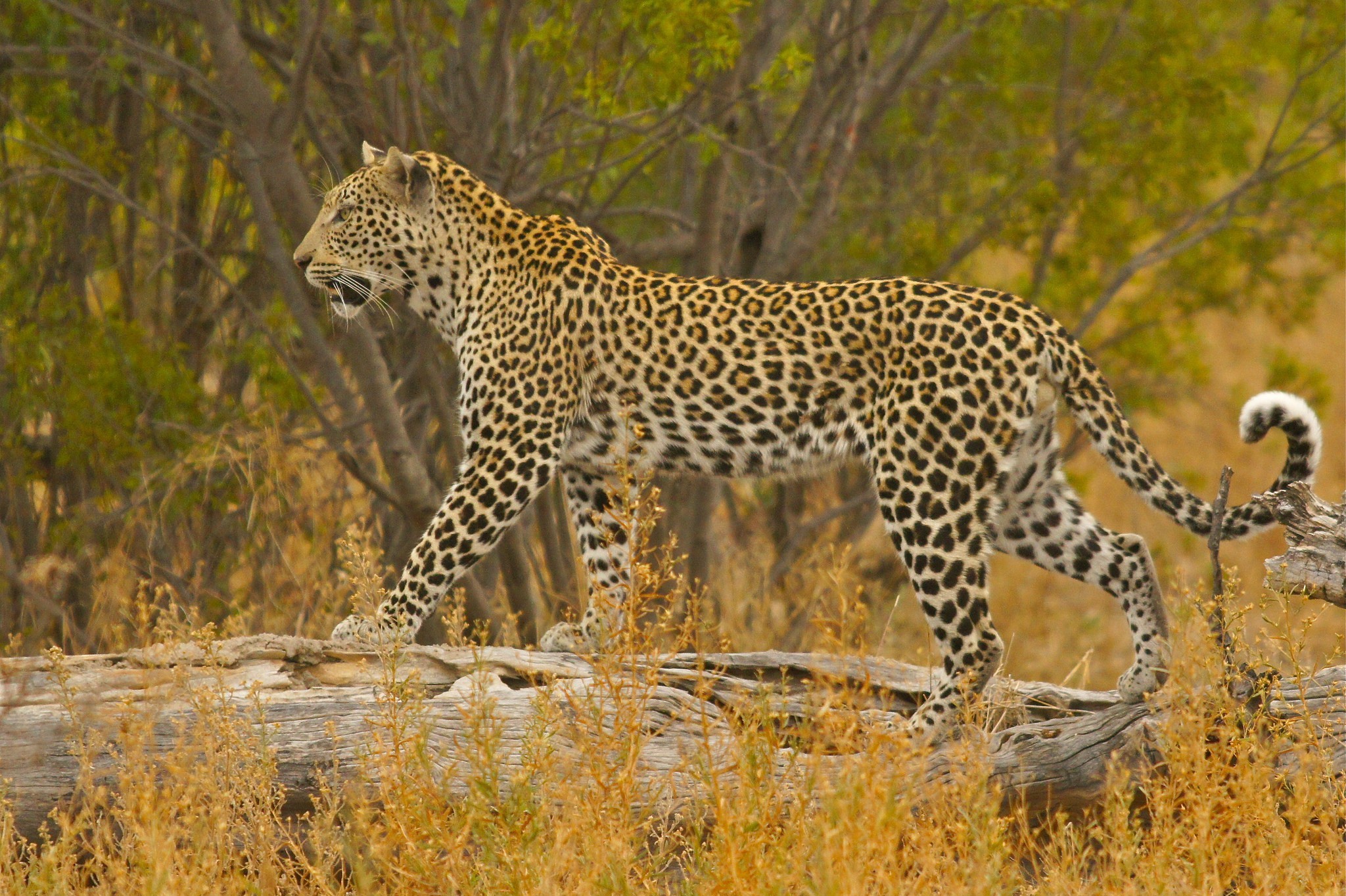 345297 télécharger l'image animaux, léopard, buisson, savane, tronc, chats - fonds d'écran et économiseurs d'écran gratuits