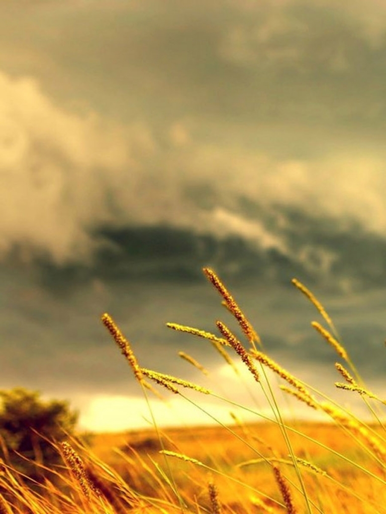 Download mobile wallpaper Landscape, Nature, Sunset, Sky, Wheat, Earth, Field for free.