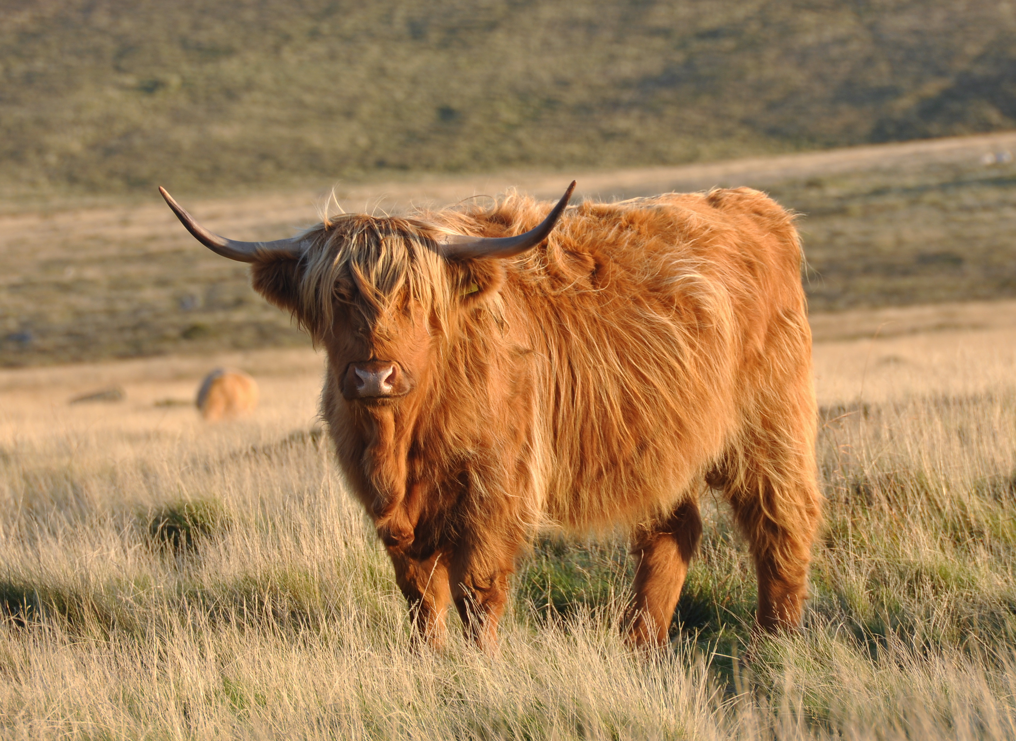 animal, highland cattle