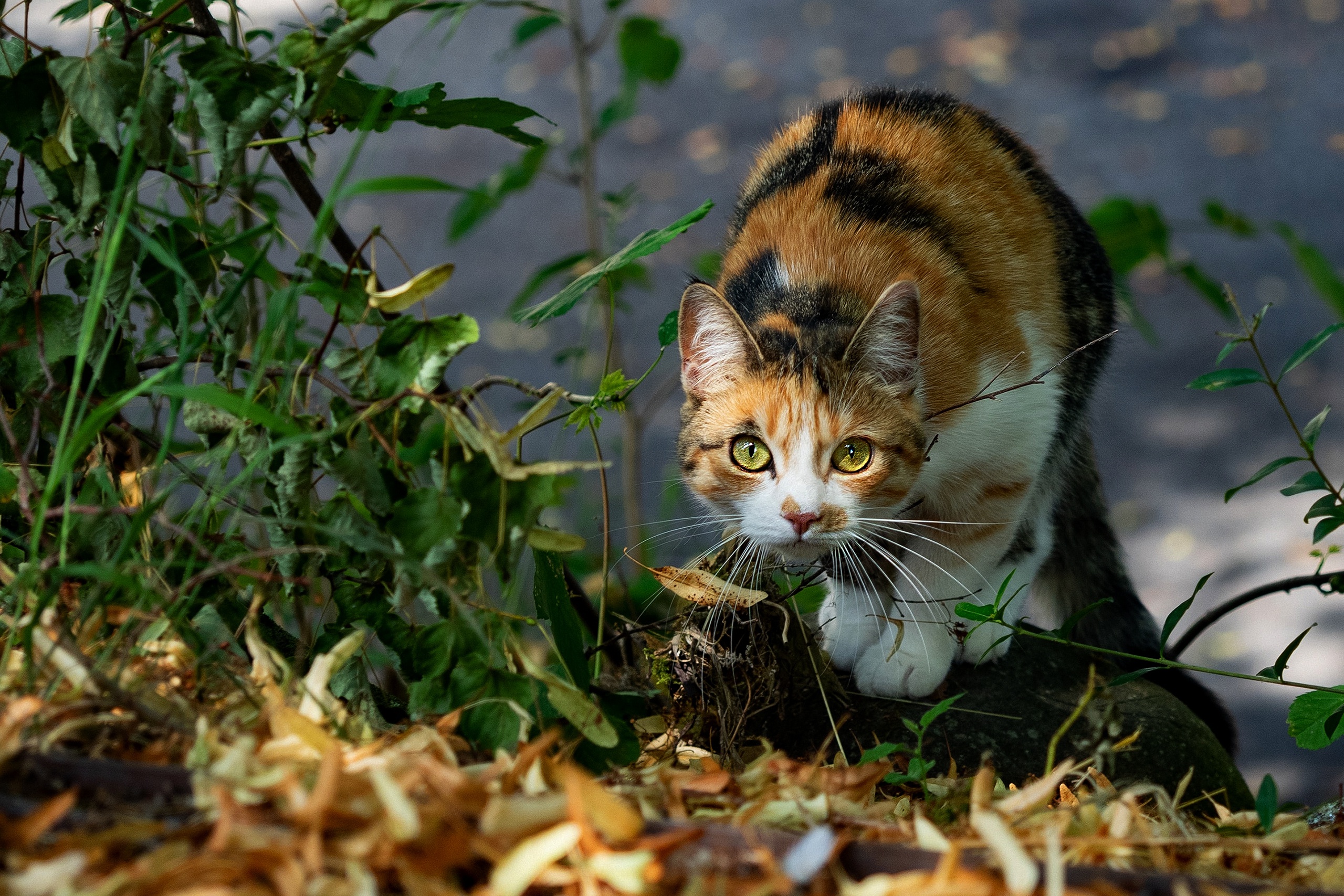 Descarga gratuita de fondo de pantalla para móvil de Animales, Gatos, Gato.