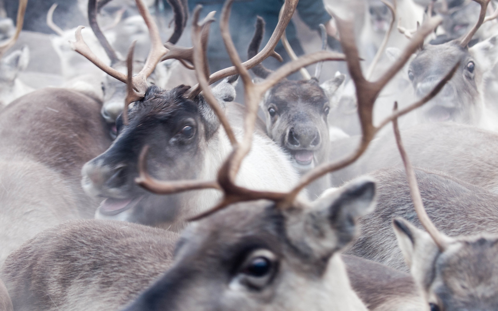 Download mobile wallpaper Animal, Reindeer for free.