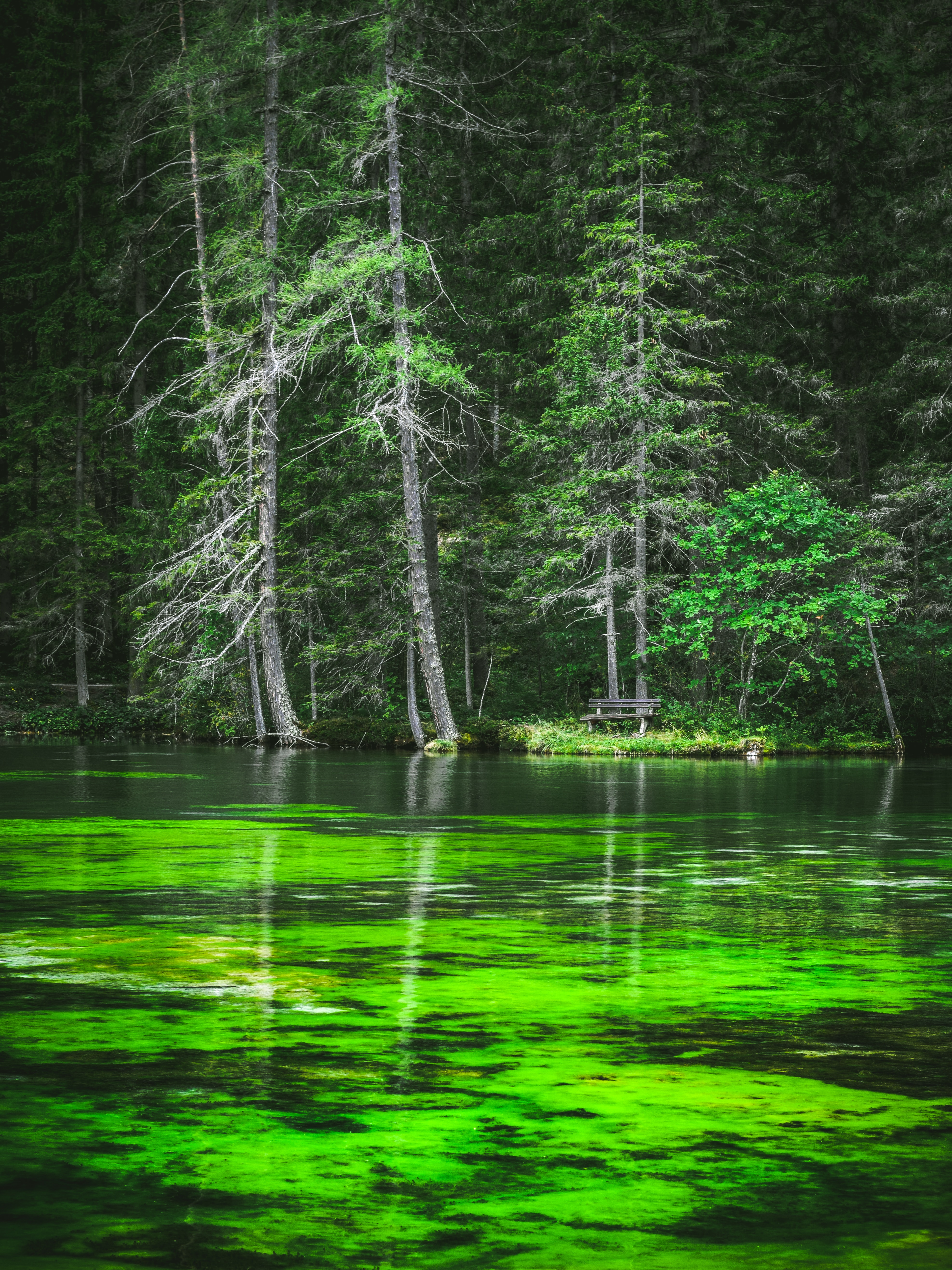 Laden Sie das Natur, Kiefer, See, Bank, Wald, Ufer-Bild kostenlos auf Ihren PC-Desktop herunter