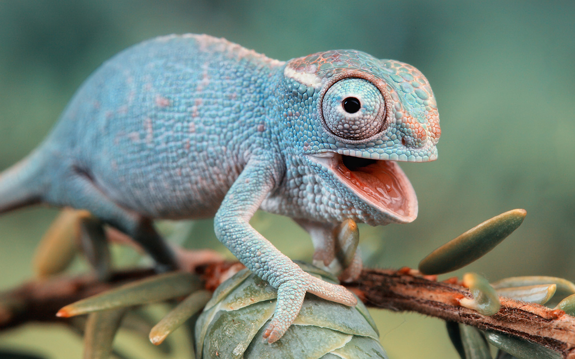 255184 descargar imagen animales, camaleón, lagarto, reptiles: fondos de pantalla y protectores de pantalla gratis