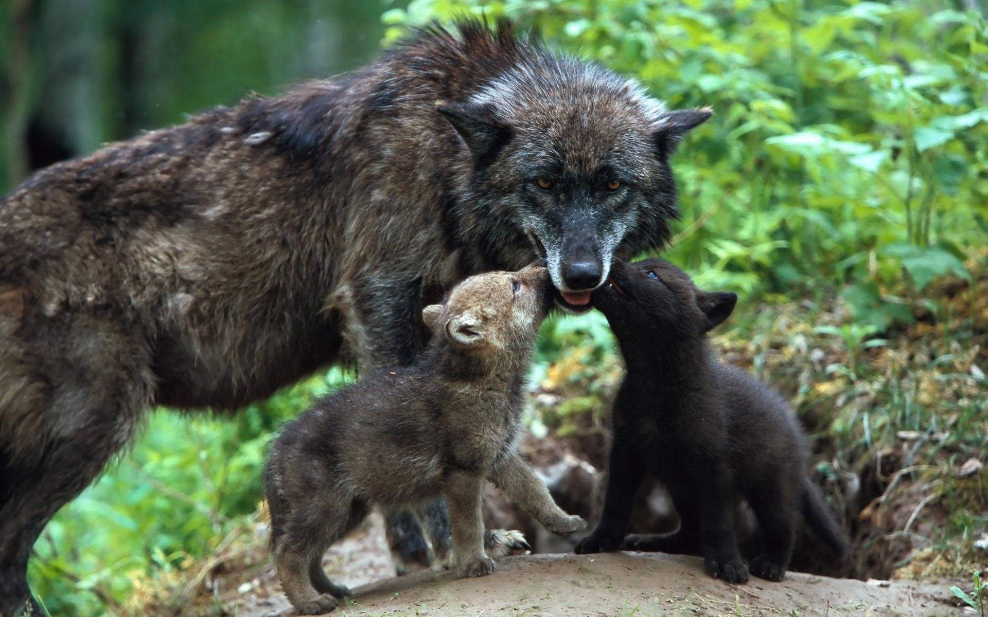 Laden Sie das Tiere, Wolf, Tierbaby, Jungtier-Bild kostenlos auf Ihren PC-Desktop herunter