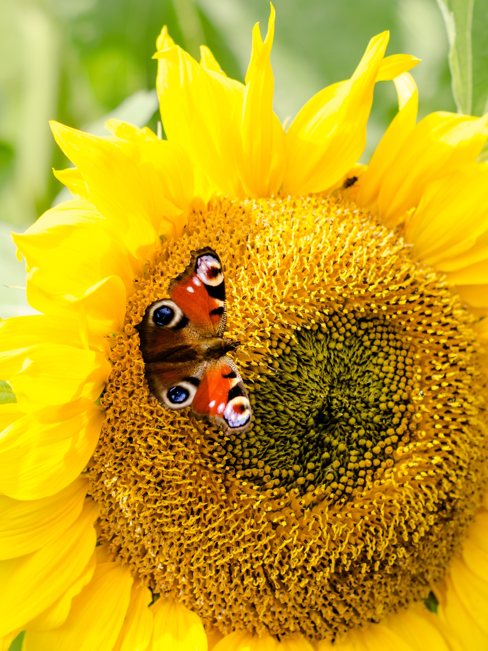 Handy-Wallpaper Tiere, Schmetterlinge, Insekt, Nahansicht, Sonnenblume, Gelbe Blume kostenlos herunterladen.