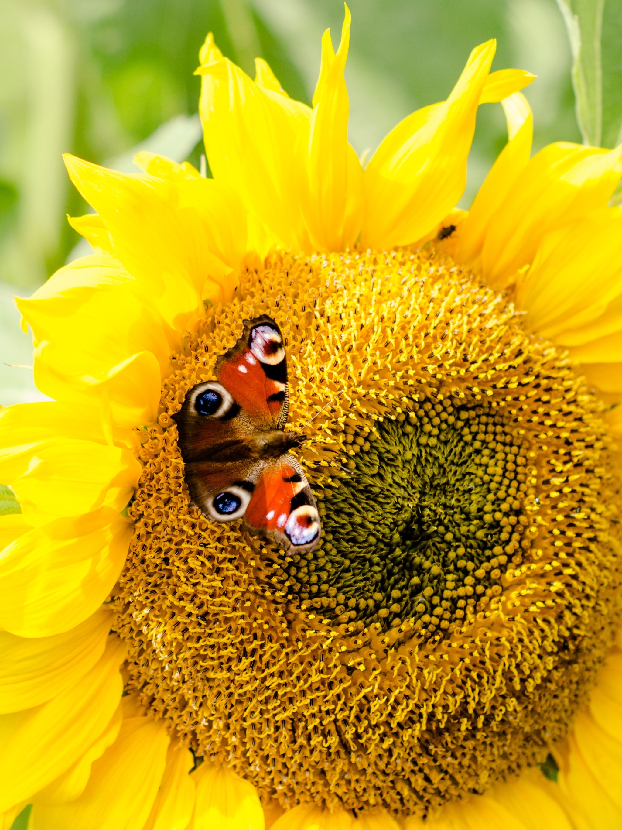 Téléchargez des papiers peints mobile Animaux, Fermer, Insecte, Papillon, Tournesol, Fleur Jaune gratuitement.