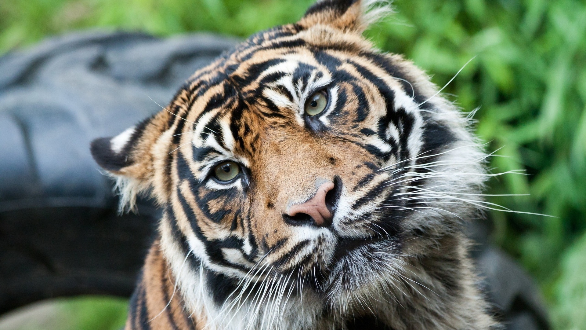 Download mobile wallpaper Tiger, Animal for free.