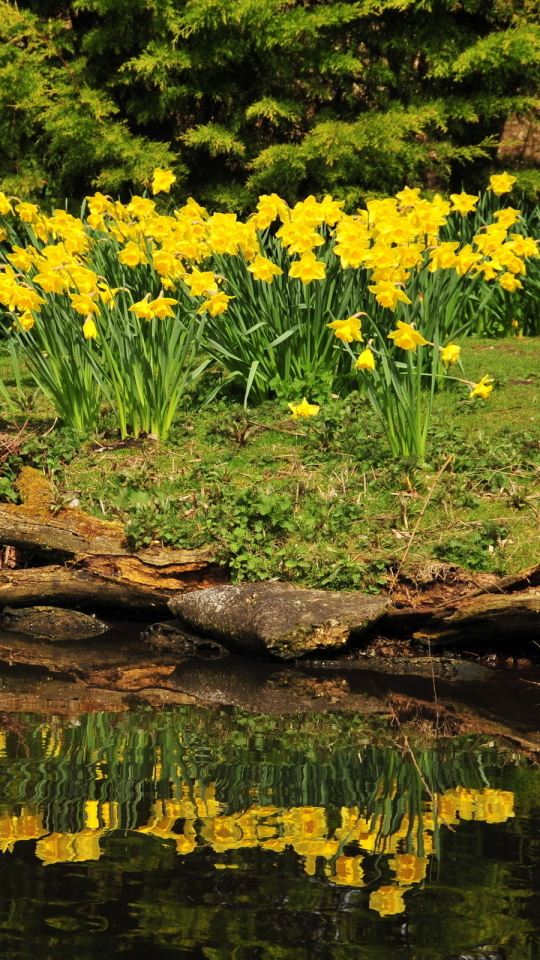 Handy-Wallpaper Blumen, Blume, Erde/natur kostenlos herunterladen.