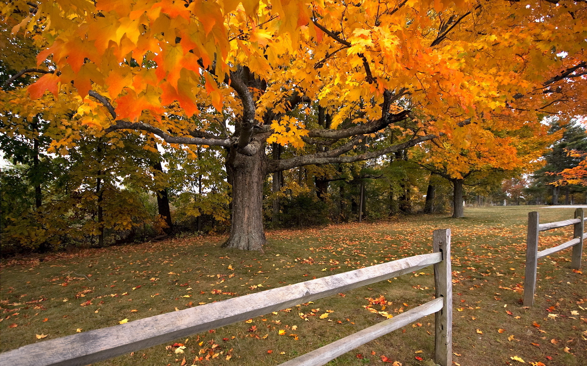 Laden Sie das Herbst, Zaun, Fotografie-Bild kostenlos auf Ihren PC-Desktop herunter