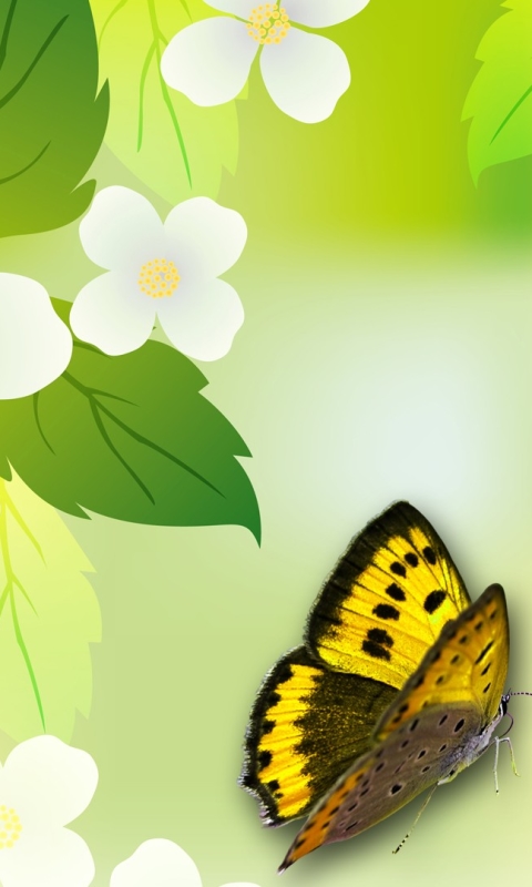 Handy-Wallpaper Schmetterlinge, Blumen, Blume, Schmetterling, Weiße Blume, Künstlerisch kostenlos herunterladen.