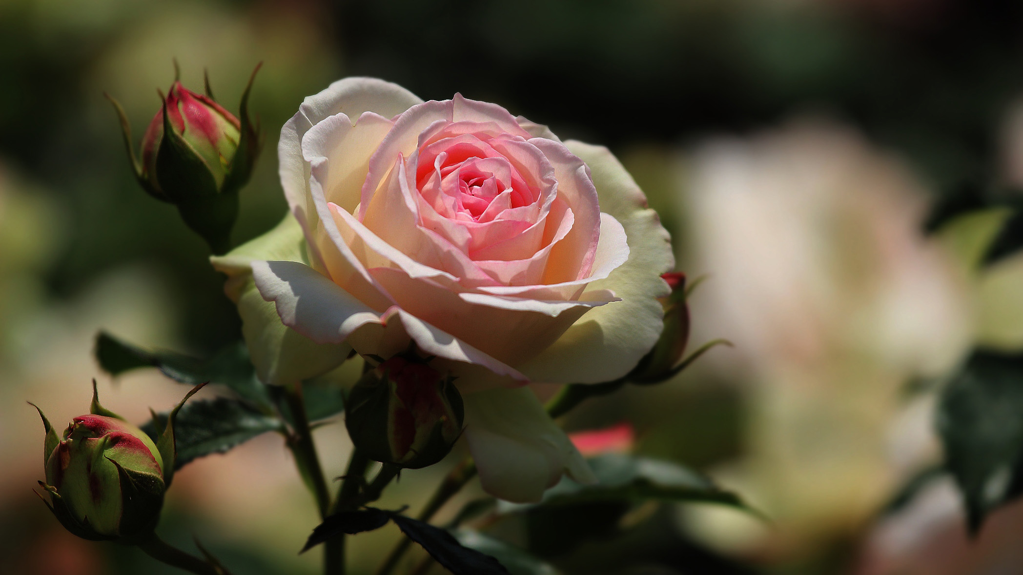 Laden Sie das Blumen, Rose, Erde/natur-Bild kostenlos auf Ihren PC-Desktop herunter