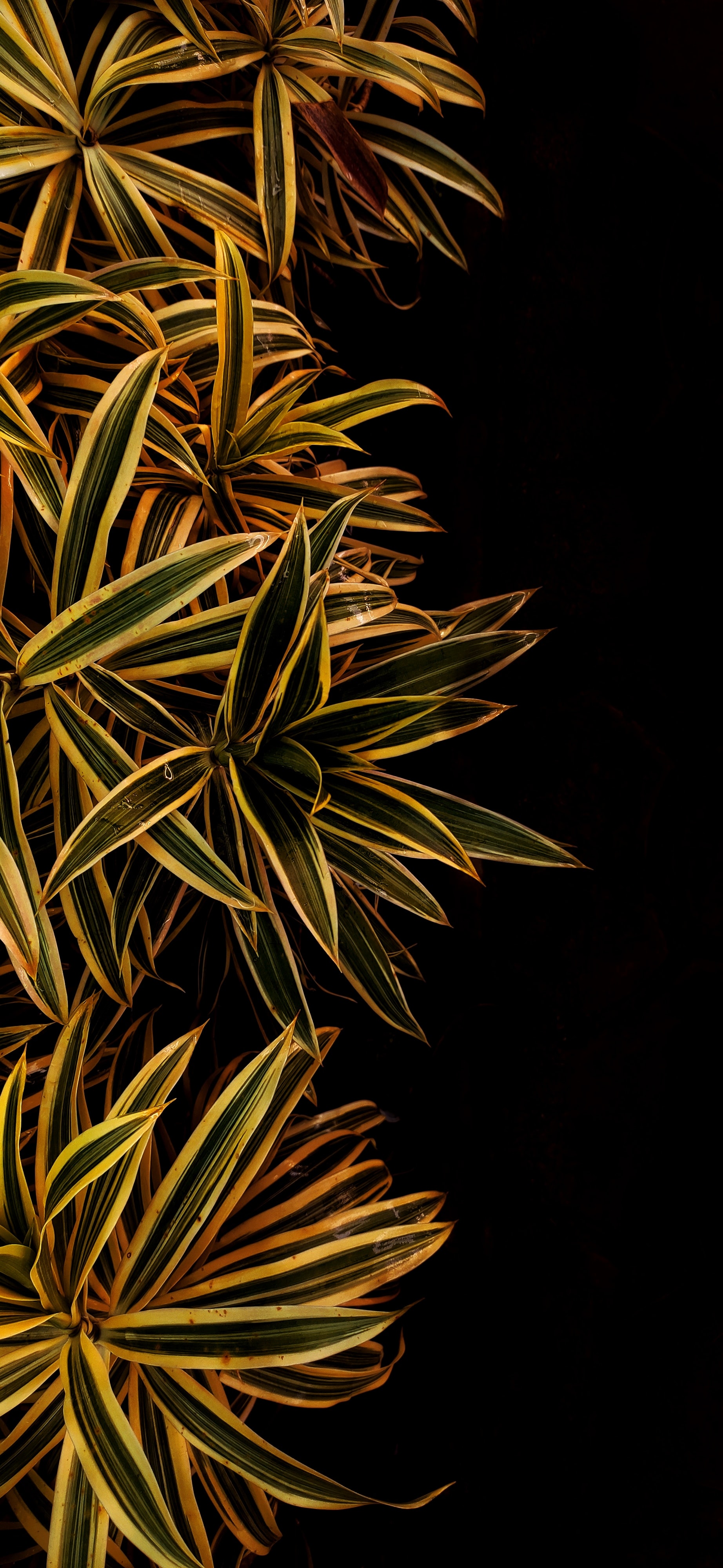 Free download wallpaper Macro, Streaks, Nature, Plant, Leaves, Stripes on your PC desktop