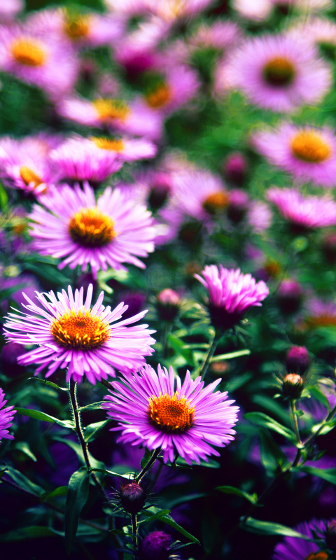 Descarga gratuita de fondo de pantalla para móvil de Flores, Flor, Tierra/naturaleza.