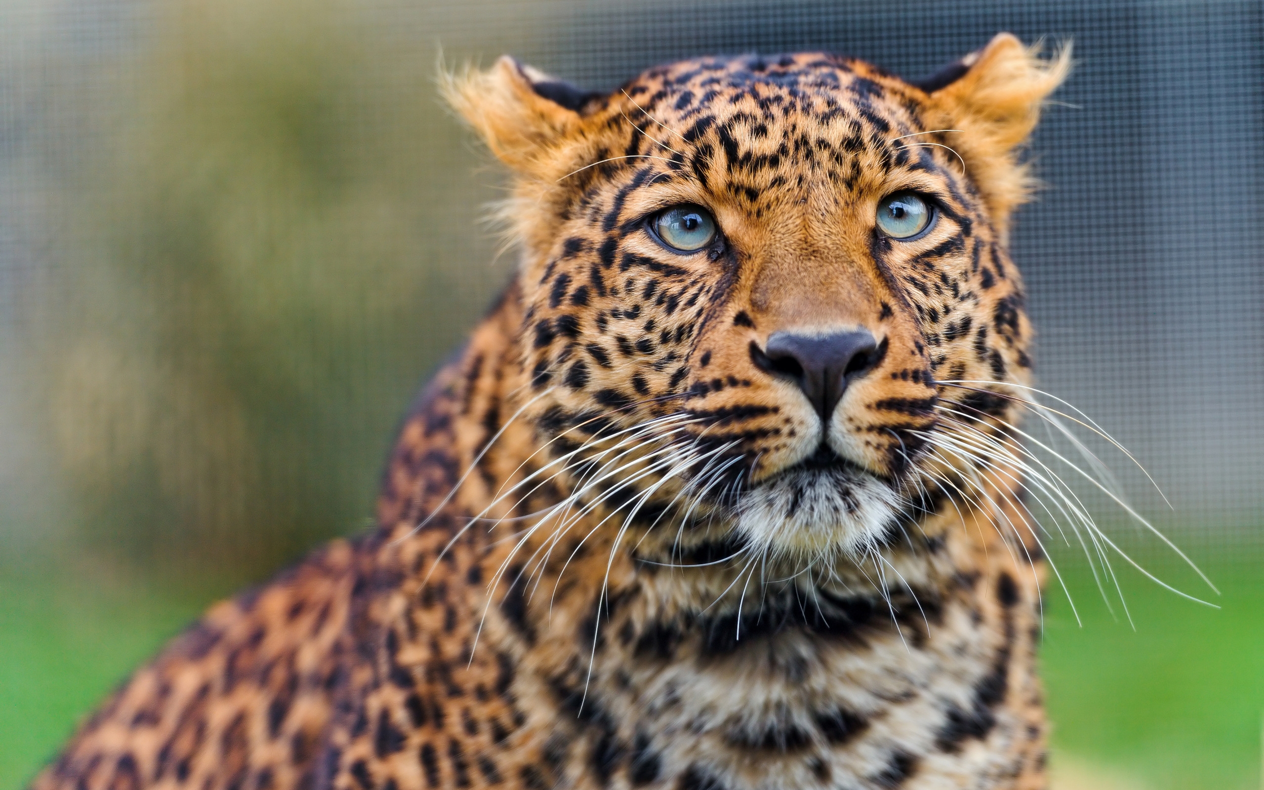 Descarga gratuita de fondo de pantalla para móvil de Bozal, Depredador, Visión, Opinión, Animales, Leopardo, Mirar.