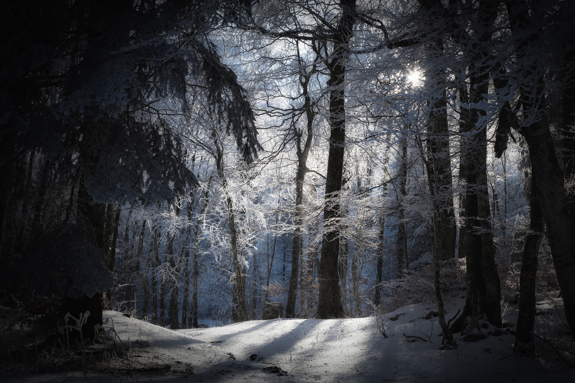 Скачать картинку Снег, Зима, Лес, Дерево, Солнечный Лучик, Земля/природа в телефон бесплатно.
