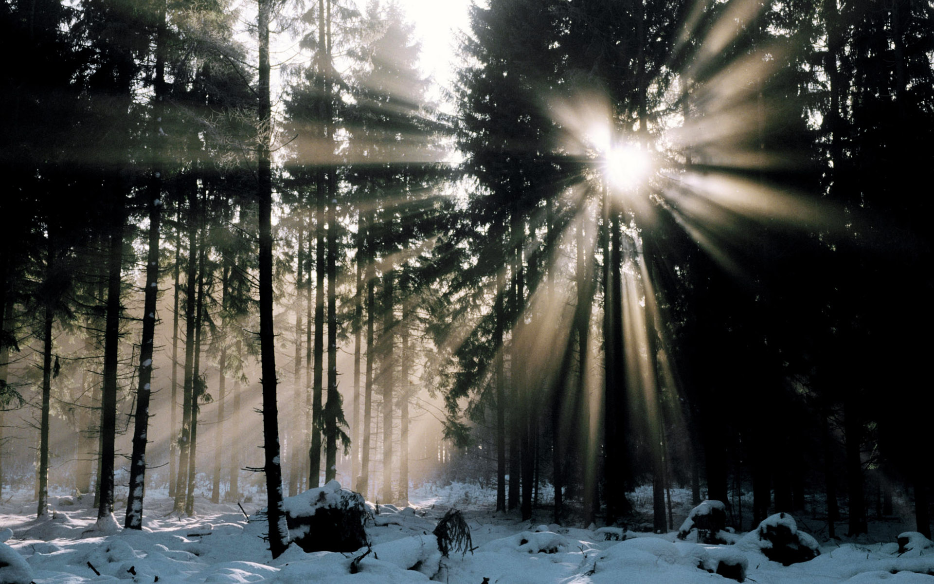 Free download wallpaper Winter, Forest, Earth, Sunbeam on your PC desktop