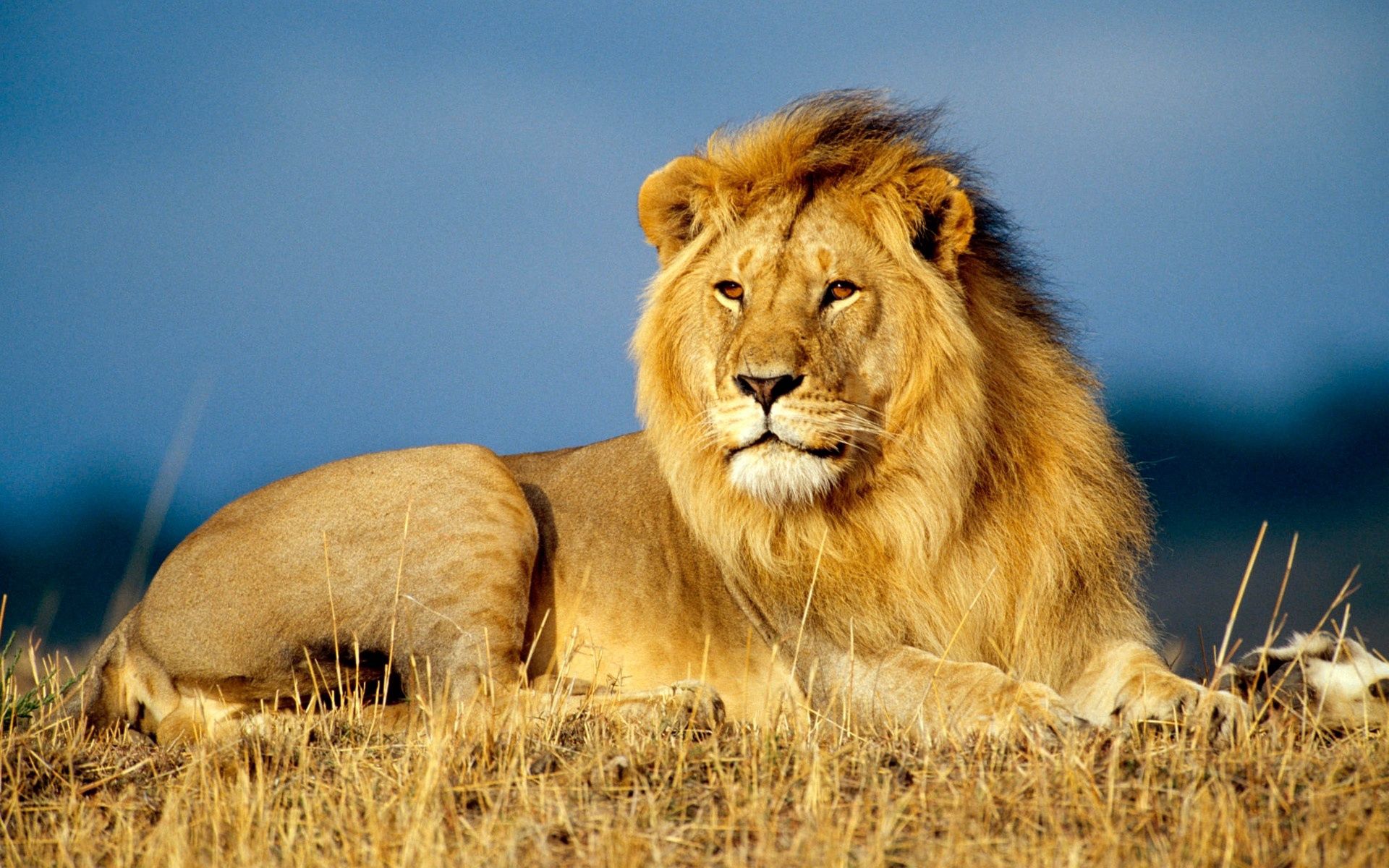 96819 télécharger l'image lion, roi des bêtes, animaux, se coucher, mensonge, un lion, vue, opinion, crinière - fonds d'écran et économiseurs d'écran gratuits