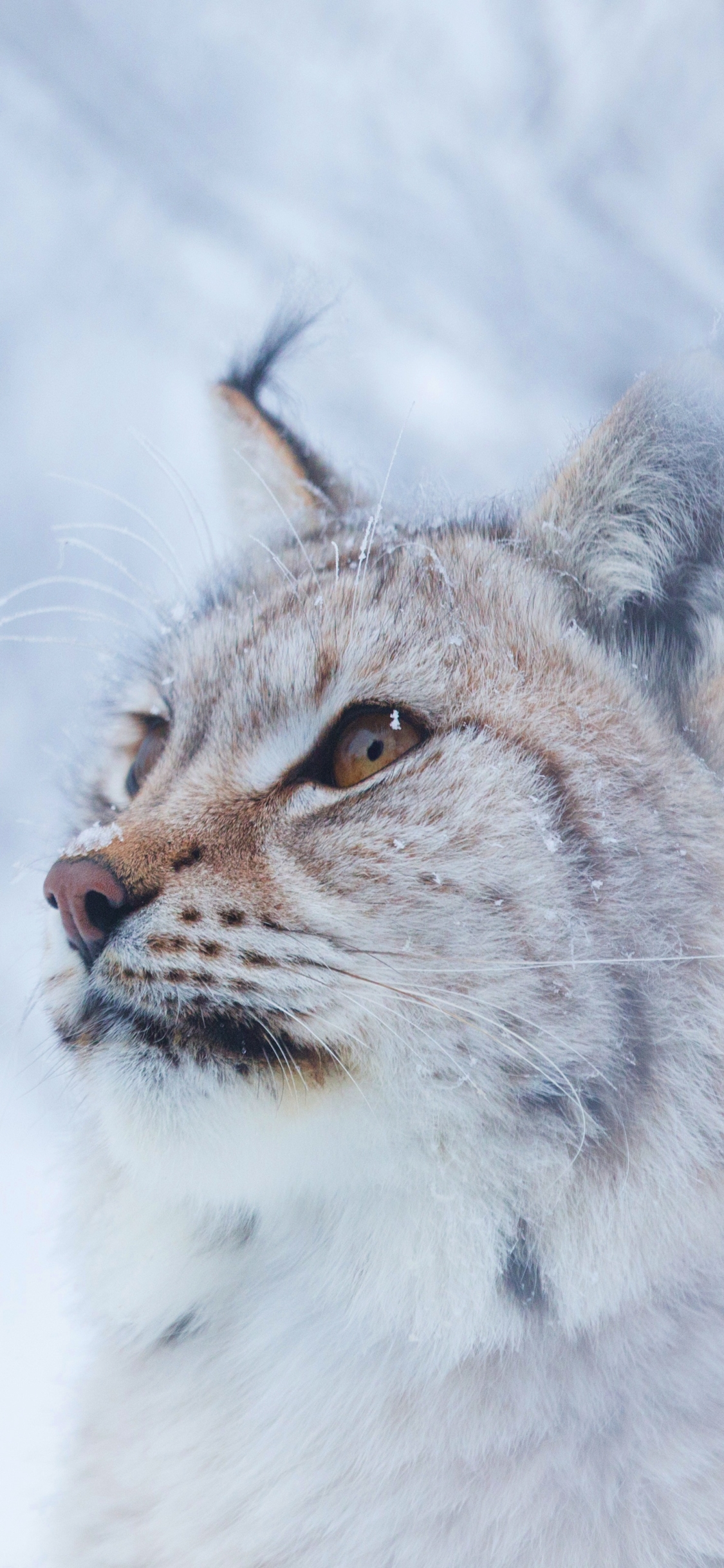 Download mobile wallpaper Cats, Animal, Lynx for free.