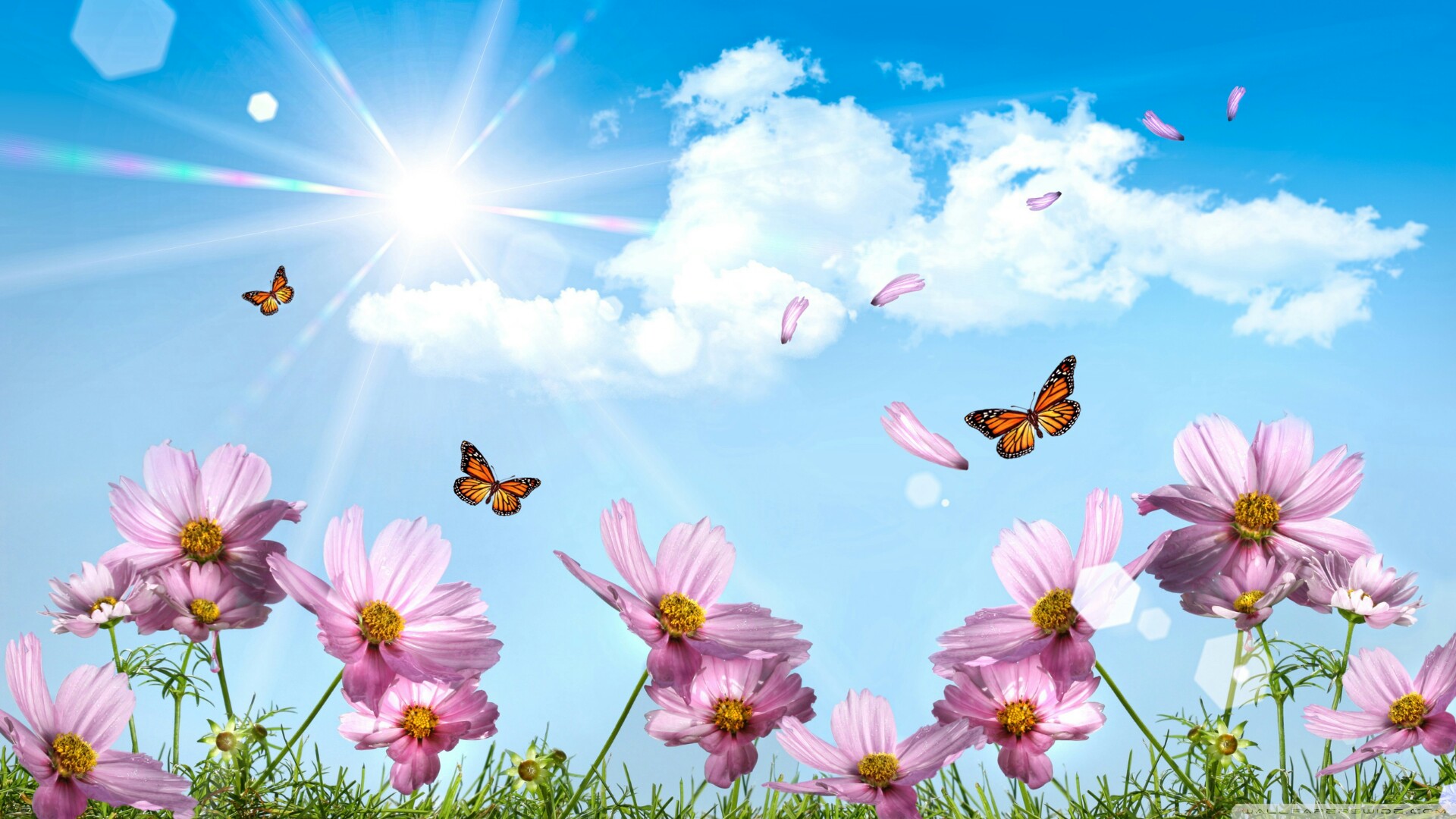 Descarga gratis la imagen Flor, Mariposa, Primavera, Cosmos, Tierra/naturaleza en el escritorio de tu PC