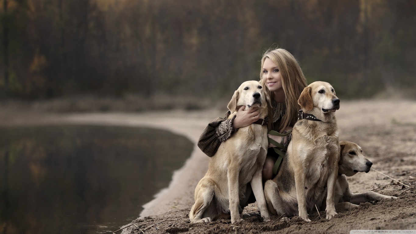 Download mobile wallpaper Golden Retriever, Dogs, Dog, Animal for free.