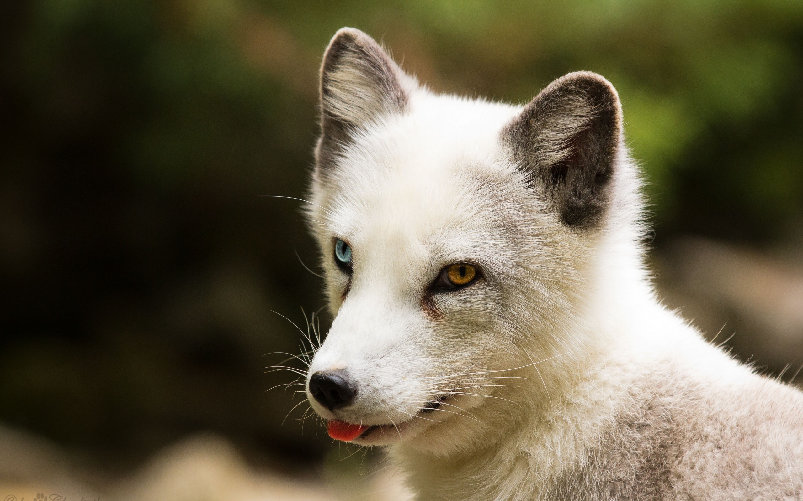 Free download wallpaper Dogs, Animal, Arctic Fox, Heterochromia on your PC desktop