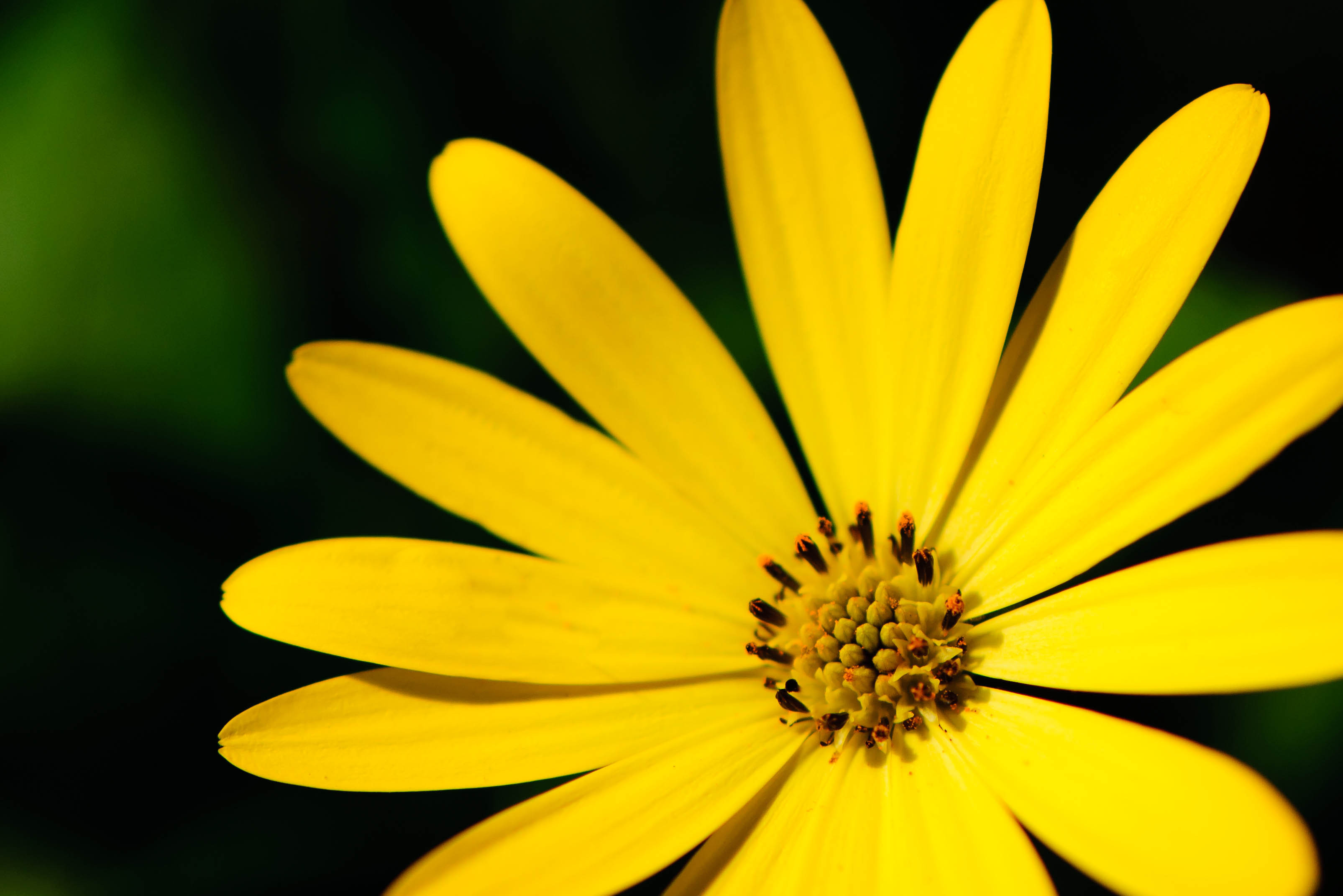 Téléchargez gratuitement l'image Fleurs, Fleur, Terre/nature sur le bureau de votre PC