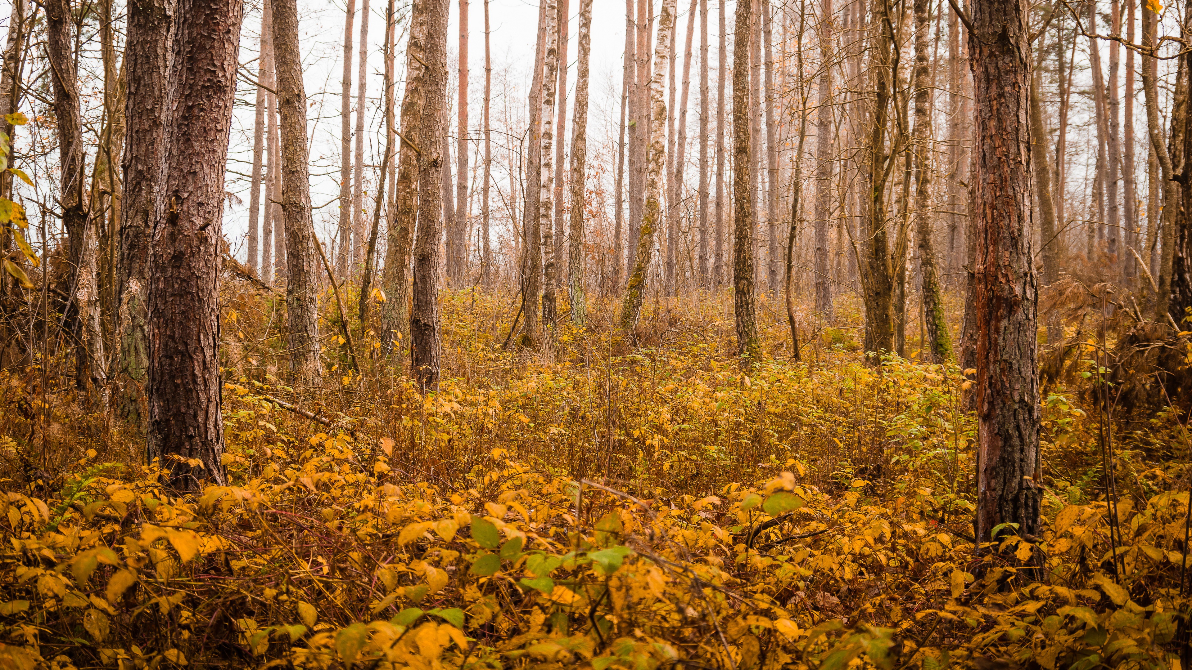 Laden Sie das Natur, Herbst, Wald, Rüssel, Erde/natur-Bild kostenlos auf Ihren PC-Desktop herunter