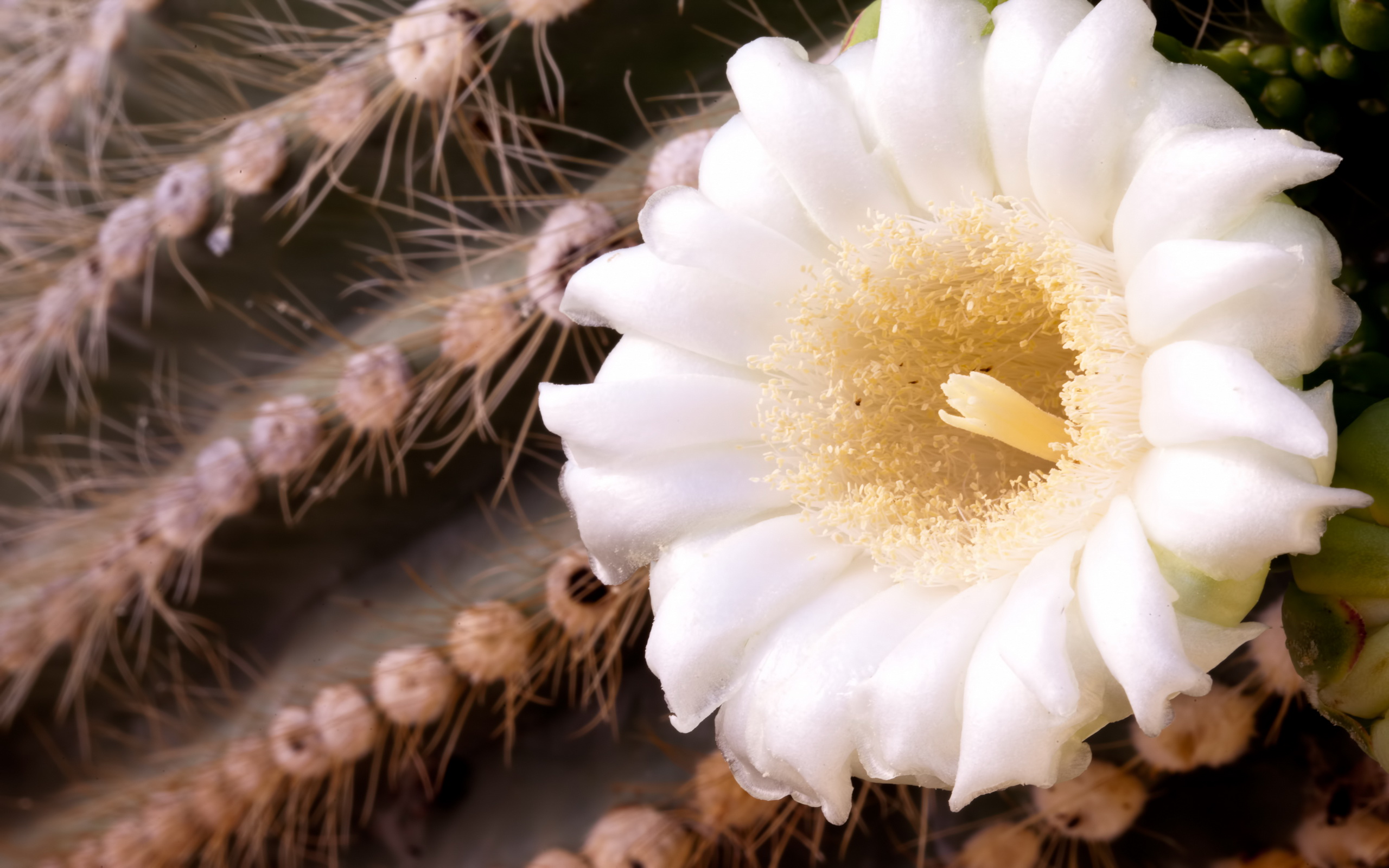 Free download wallpaper Earth, Cactus on your PC desktop