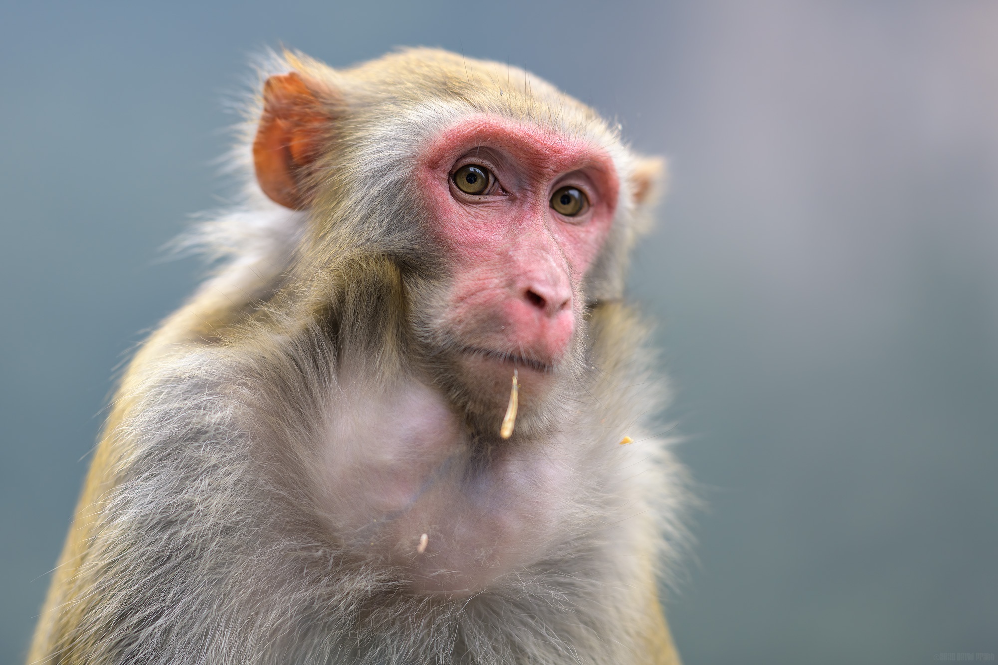 988663 télécharger le fond d'écran animaux, macaque, singe, macaque rhésus - économiseurs d'écran et images gratuitement
