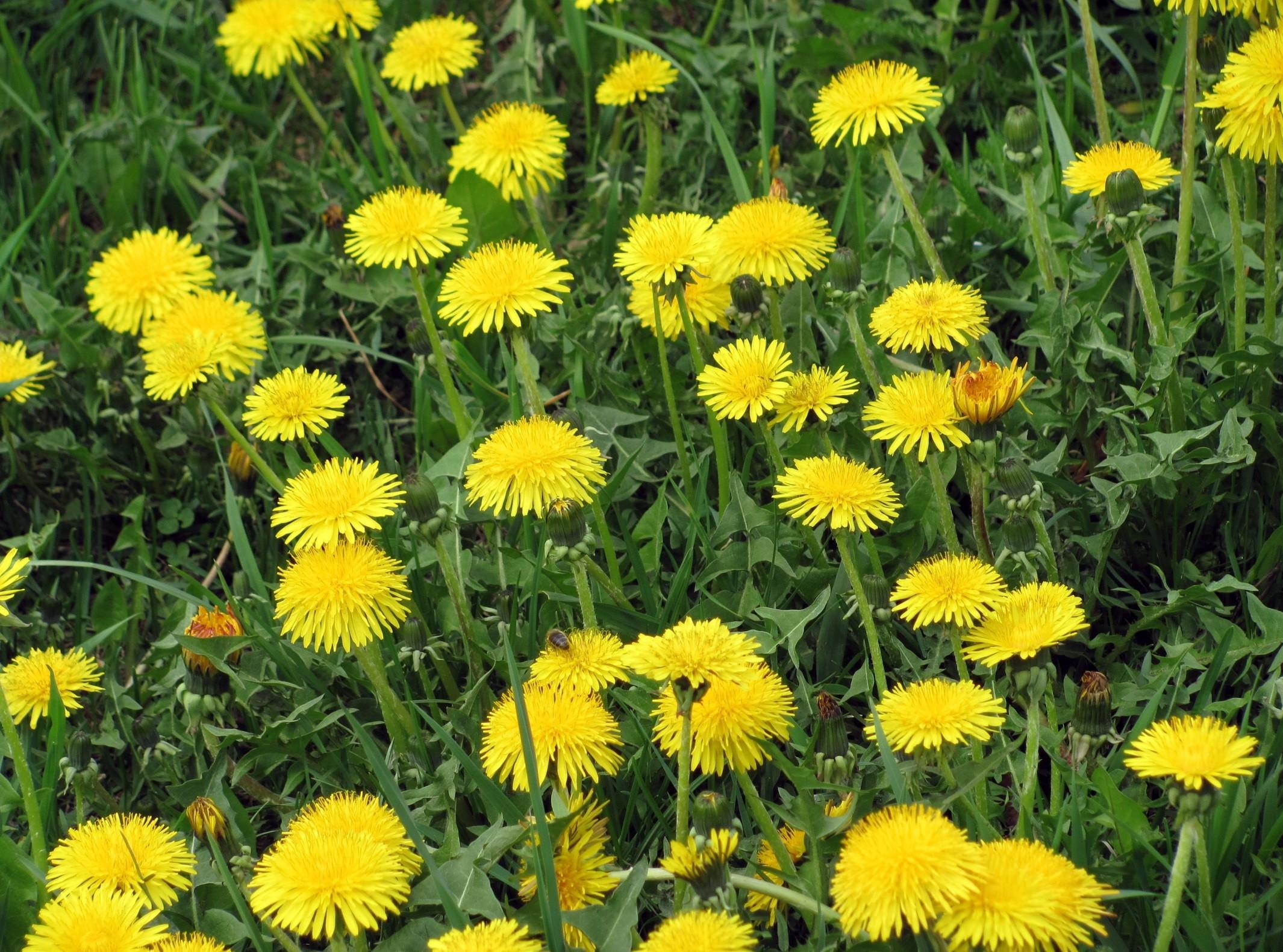 flowers, grass, dandelions, summer, yellow, bright, polyana, glade