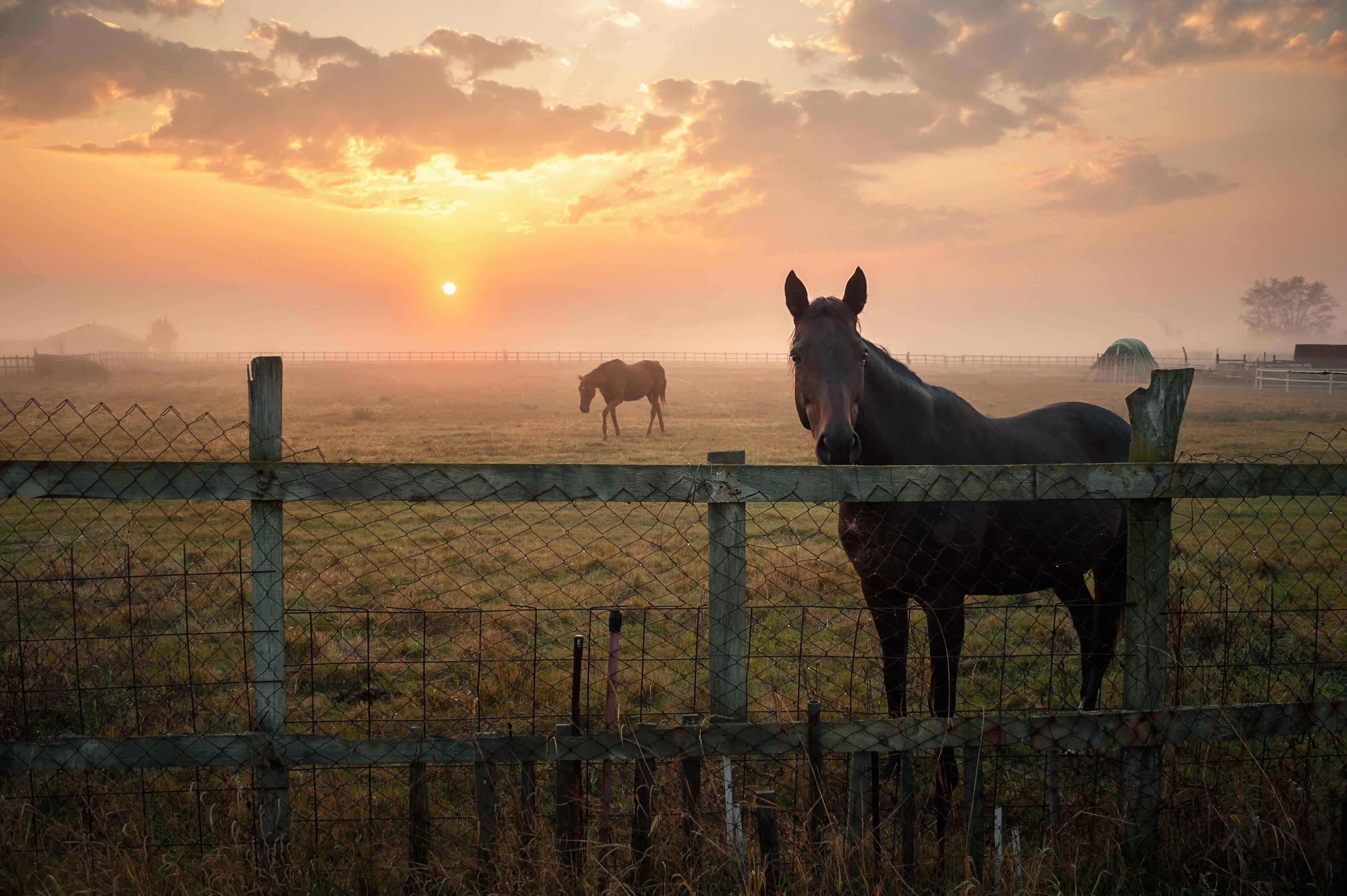 Free download wallpaper Fog, Fence, Animal, Horse on your PC desktop