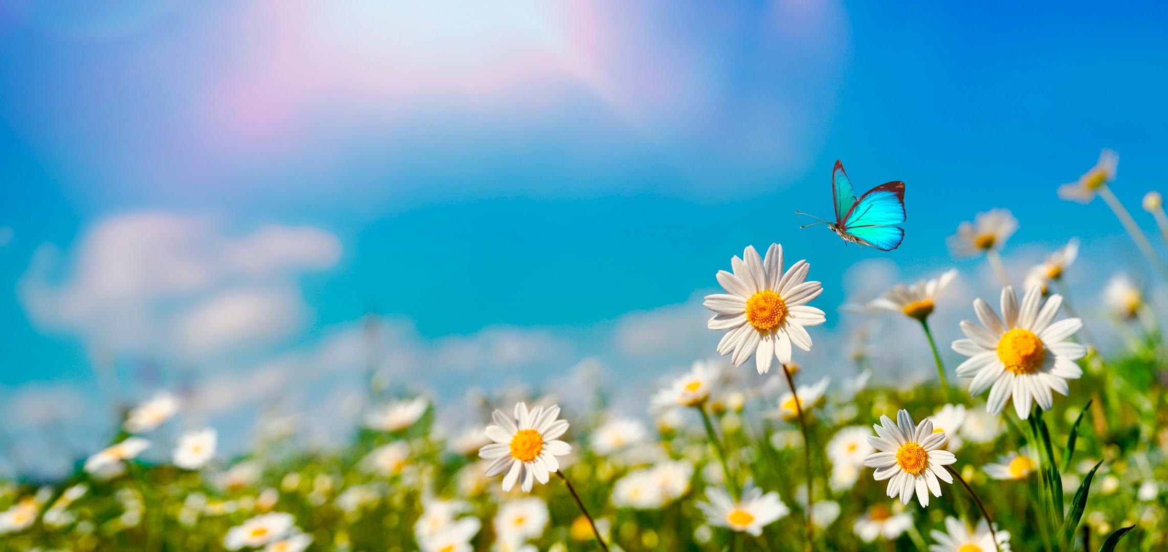 Free download wallpaper Butterfly, Animal, Chamomile on your PC desktop