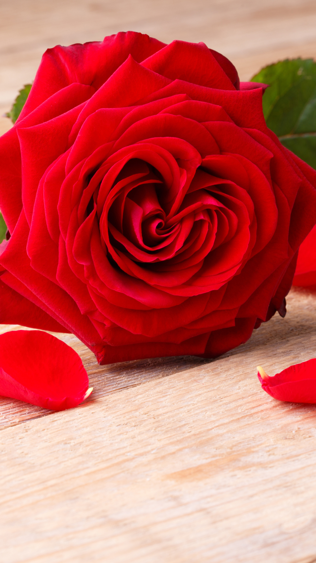 Baixar papel de parede para celular de Flores, Rosa, Flor, Pétala, Rosa Vermelha, Flor Vermelha, Terra/natureza gratuito.
