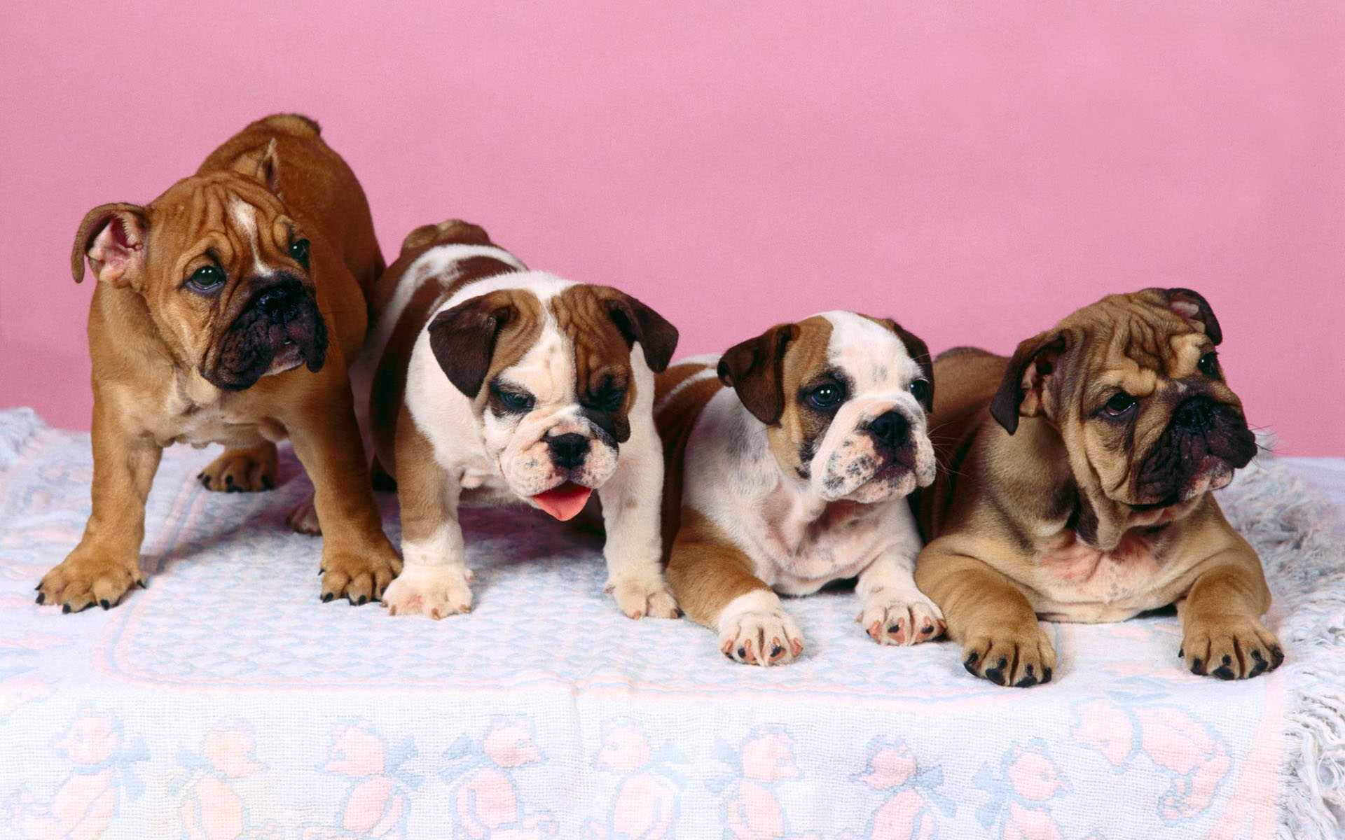 Download mobile wallpaper Bulldog, Dogs, Dog, Animal for free.