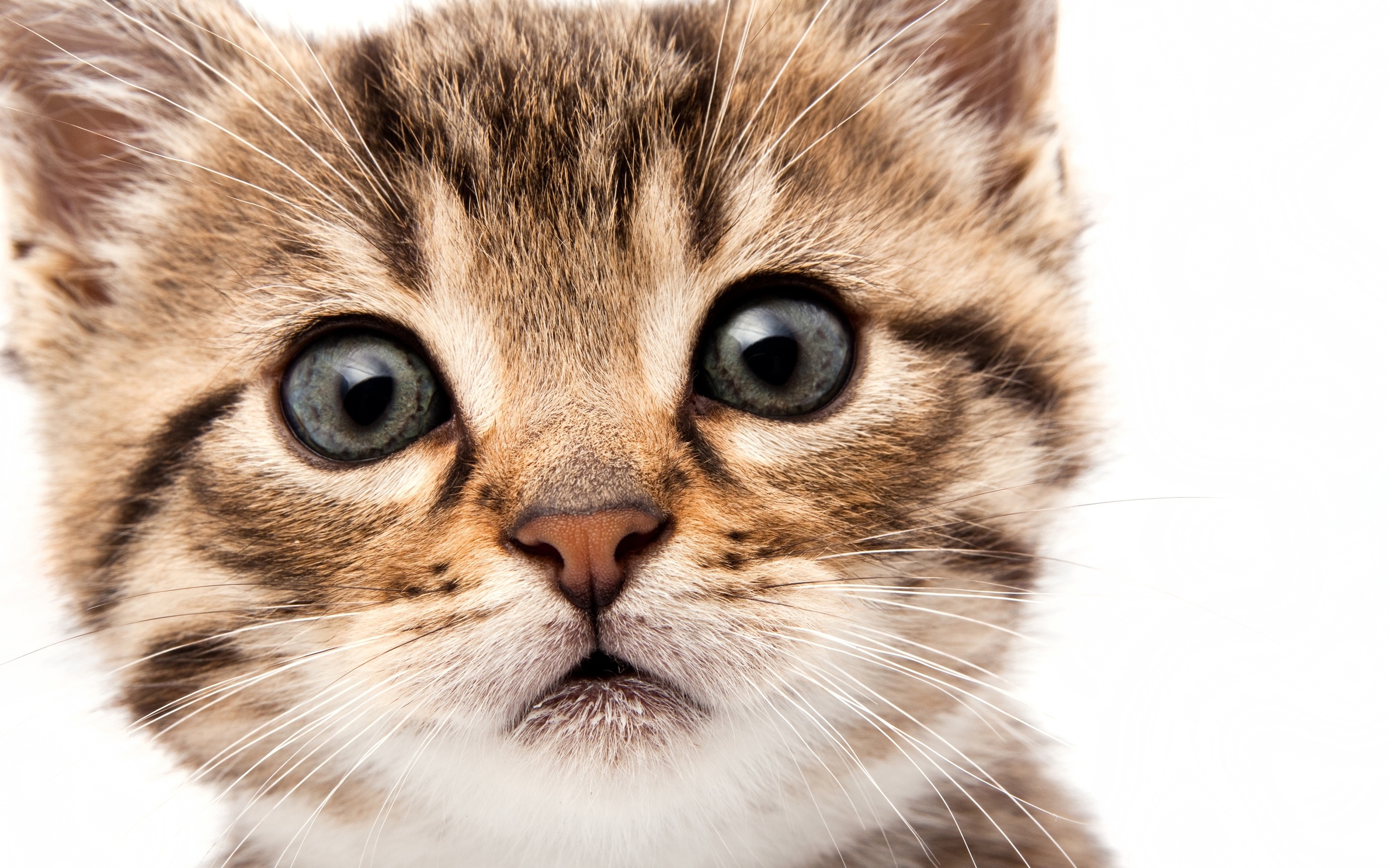 Free download wallpaper Cat, Animal on your PC desktop