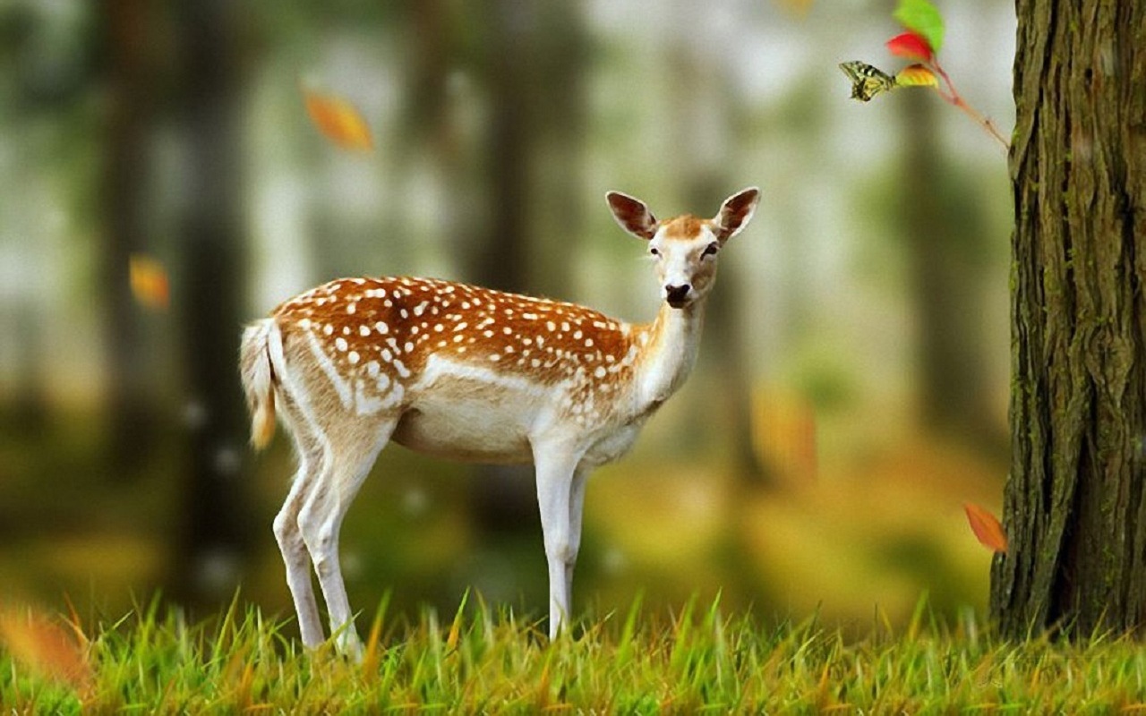 animals, deers, yellow wallpaper for mobile
