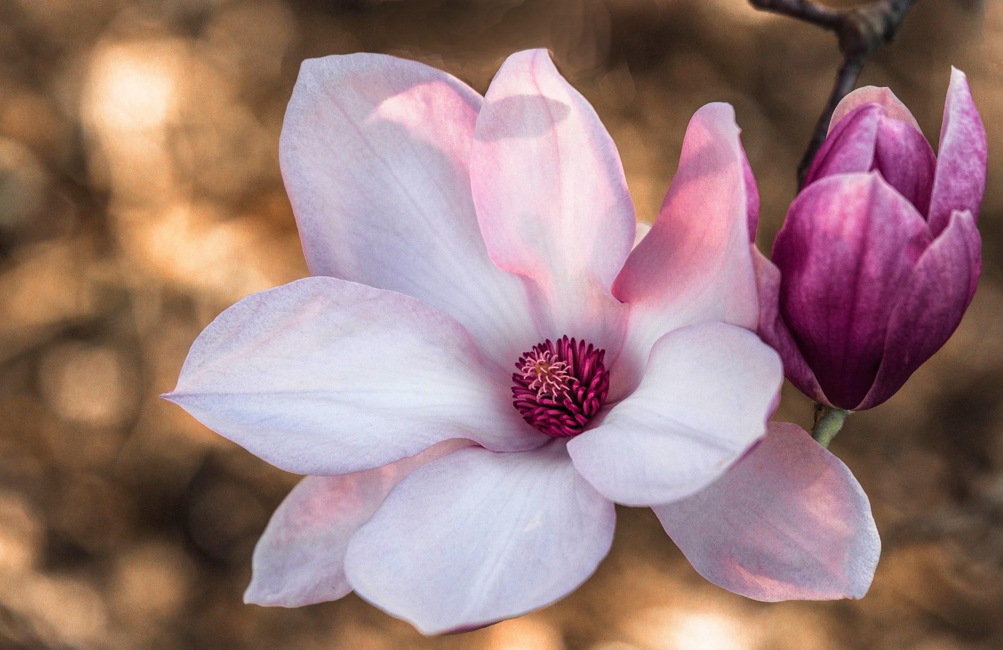 Download mobile wallpaper Flowers, Macro, Earth, Blossom, Pink Flower for free.