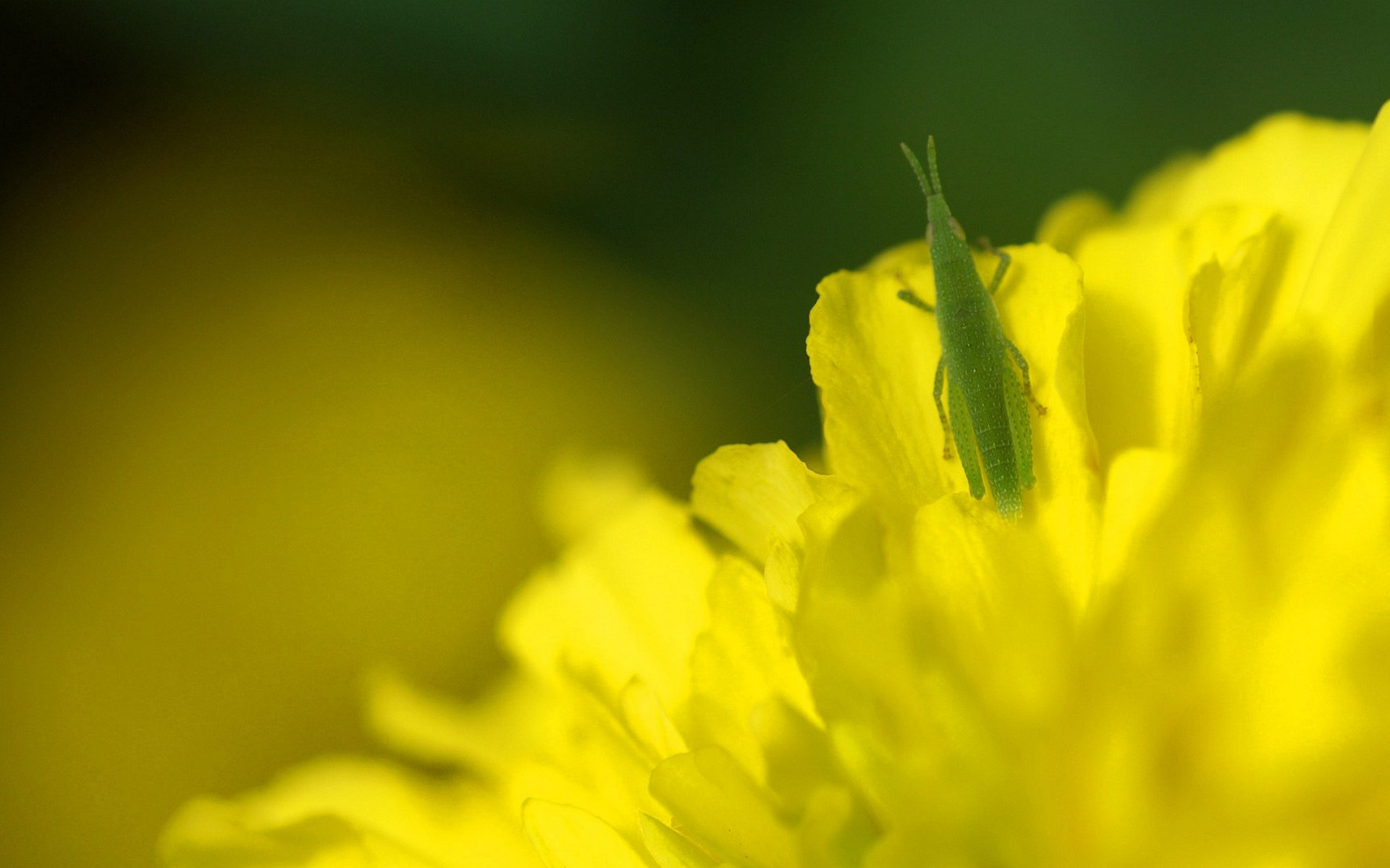 28197 Bild herunterladen insekten, grasshoppers, gelb - Hintergrundbilder und Bildschirmschoner kostenlos