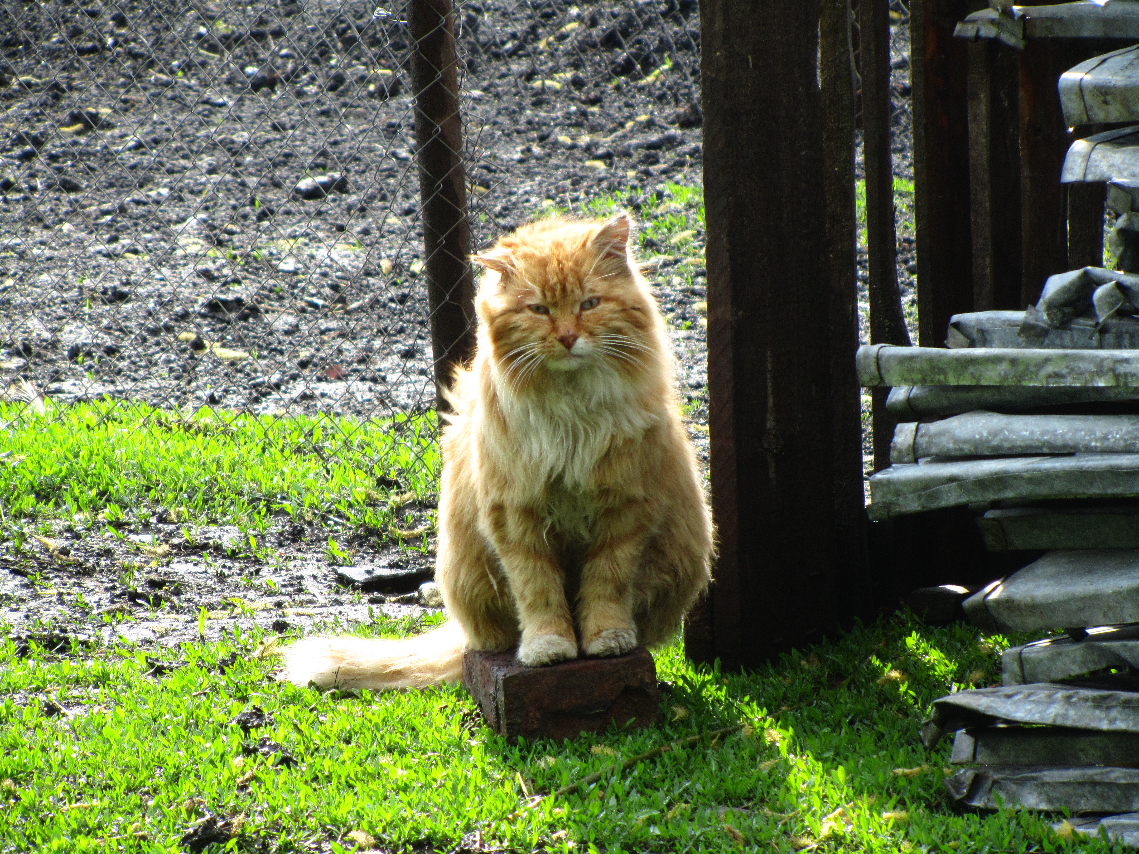 Handy-Wallpaper Tiere, Katze kostenlos herunterladen.