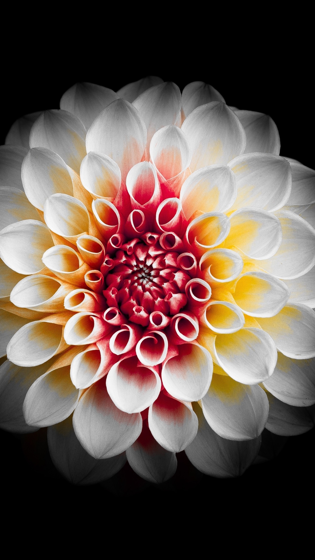 Download mobile wallpaper Flowers, Flower, Earth, Dahlia, White Flower for free.