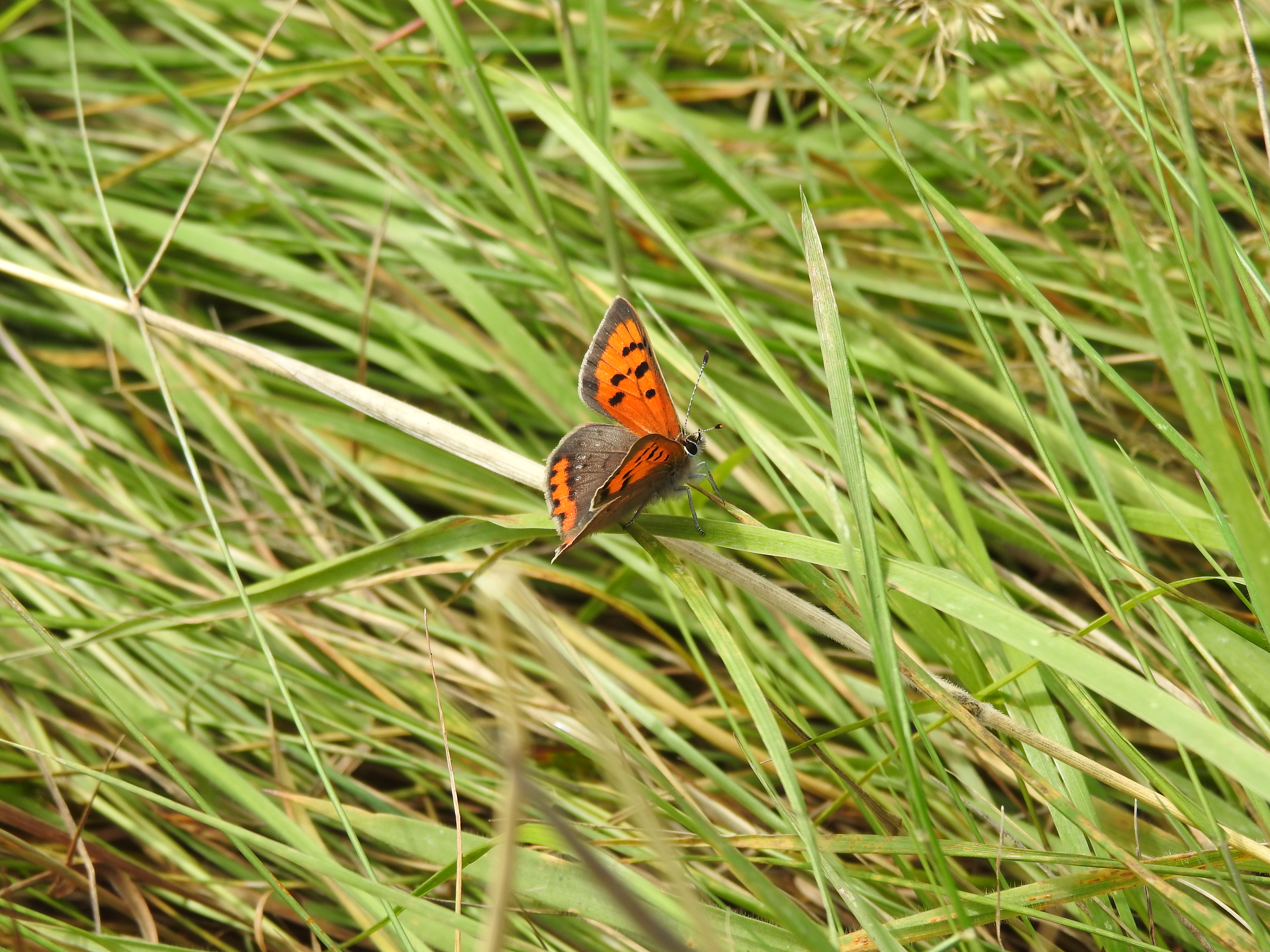 Descarga gratuita de fondo de pantalla para móvil de Hierba, Insecto, Animales, Mariposa, Alas.