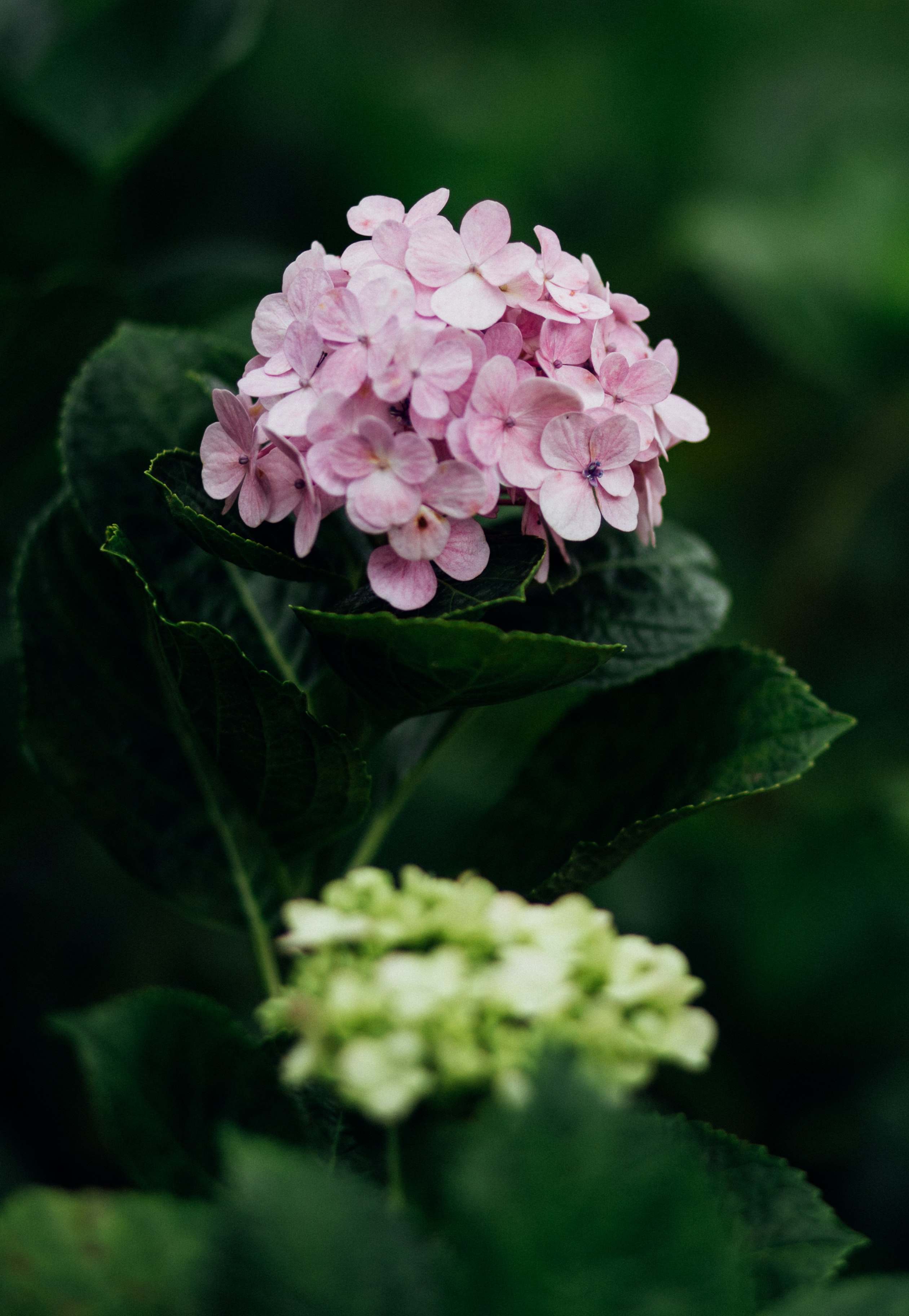 Laden Sie das Blätter, Blütenblätter, Blühen, Blühenden, Blumen, Hortensie-Bild kostenlos auf Ihren PC-Desktop herunter